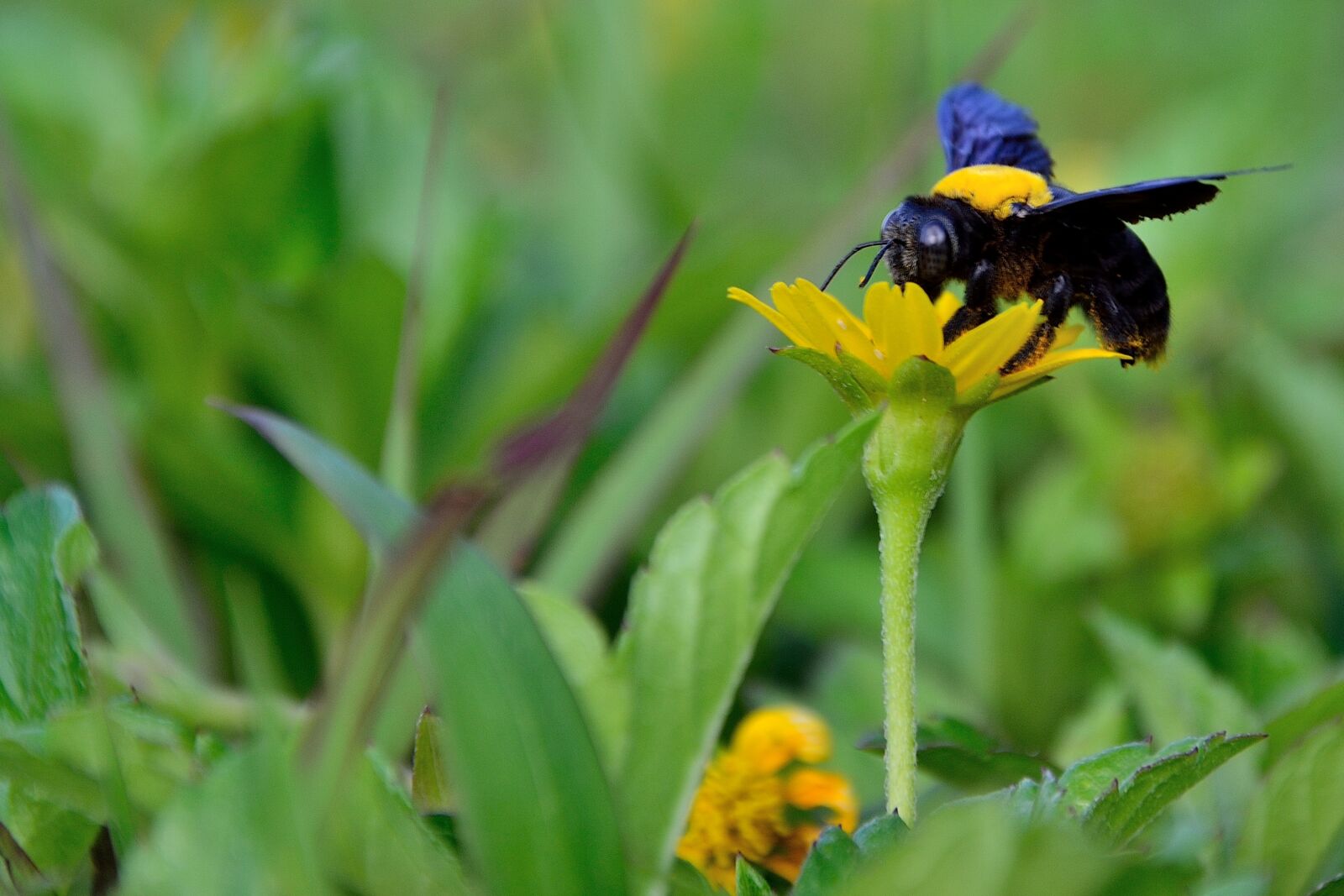 Nikon D3100 sample photo. Bee, garden, wildlife photography