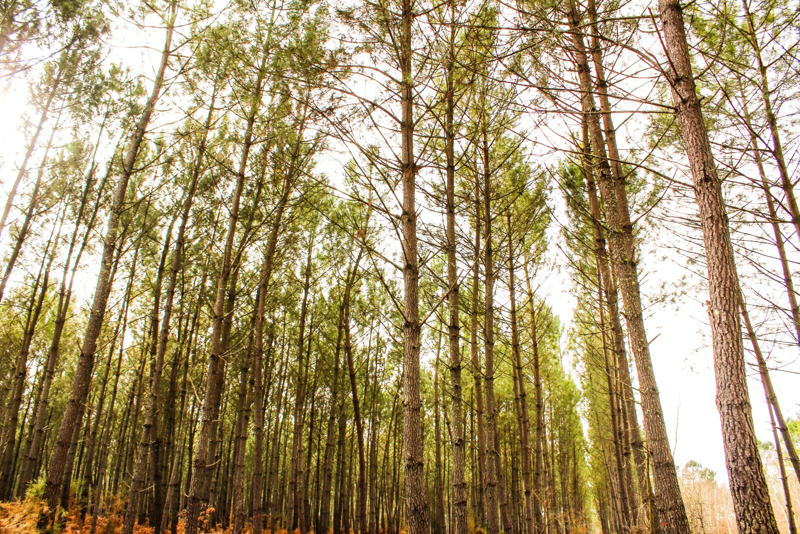 Canon EOS 1300D (EOS Rebel T6 / EOS Kiss X80) sample photo. Forest, tree, wood photography
