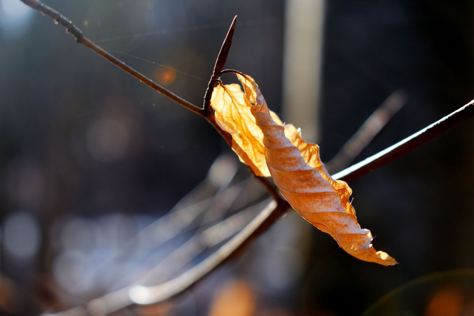 Nikon D3400 sample photo. Tree, branches, leaf photography