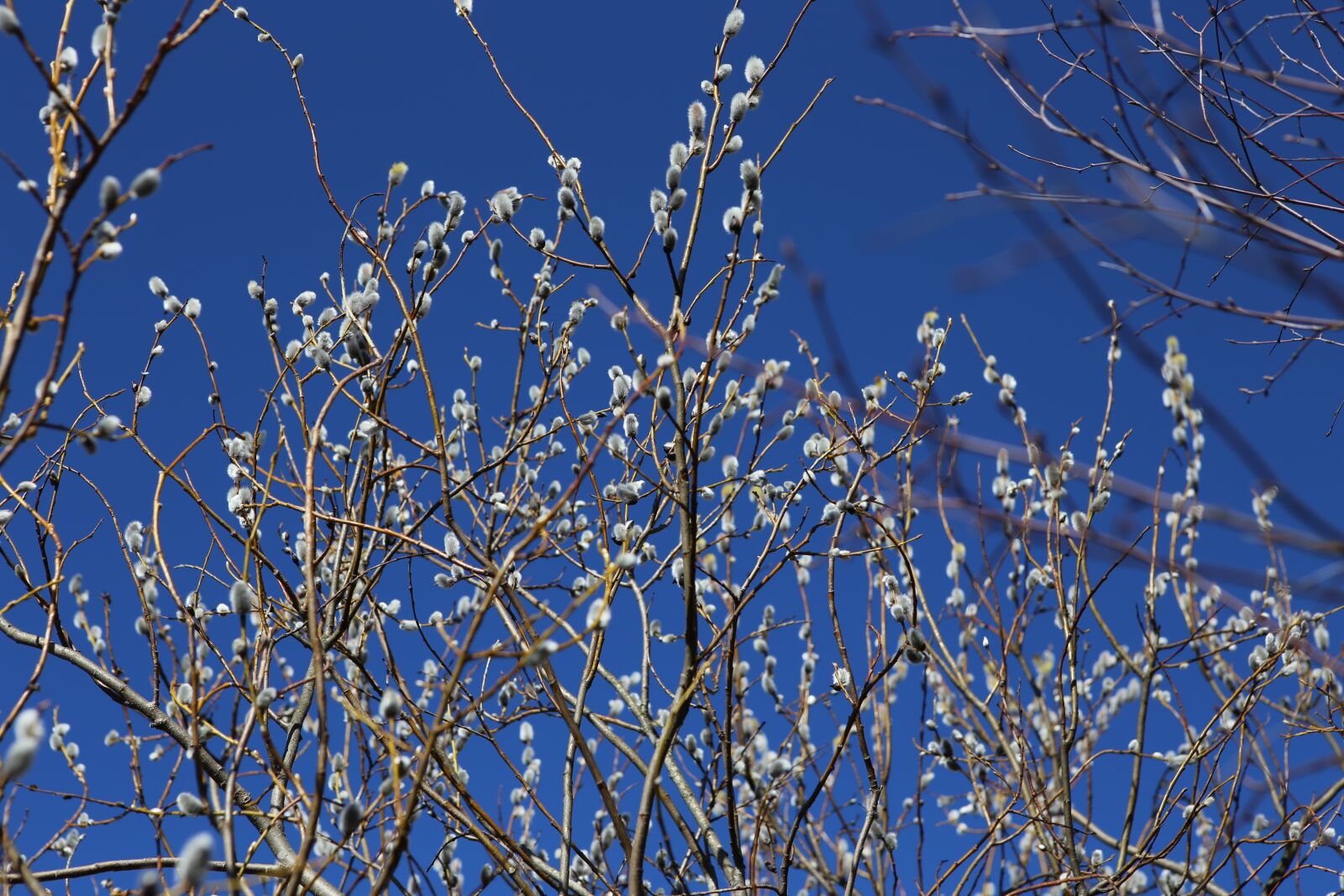 Canon EOS 6D + Canon EF 24-70mm F2.8L USM sample photo. Pajunk, spring, willow photography
