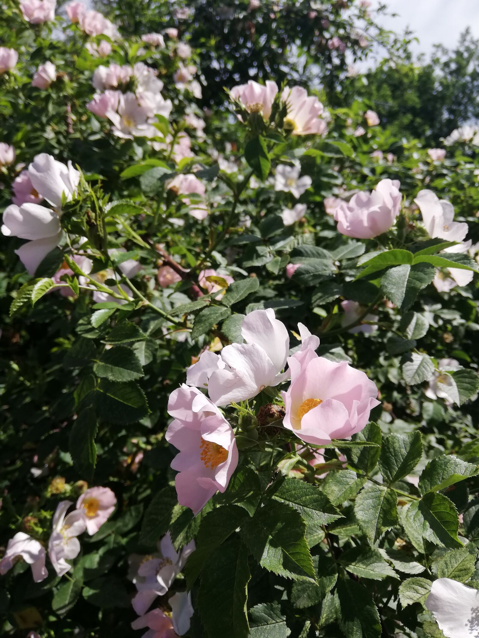 HUAWEI P20 lite sample photo. Flowers, day, nature photography