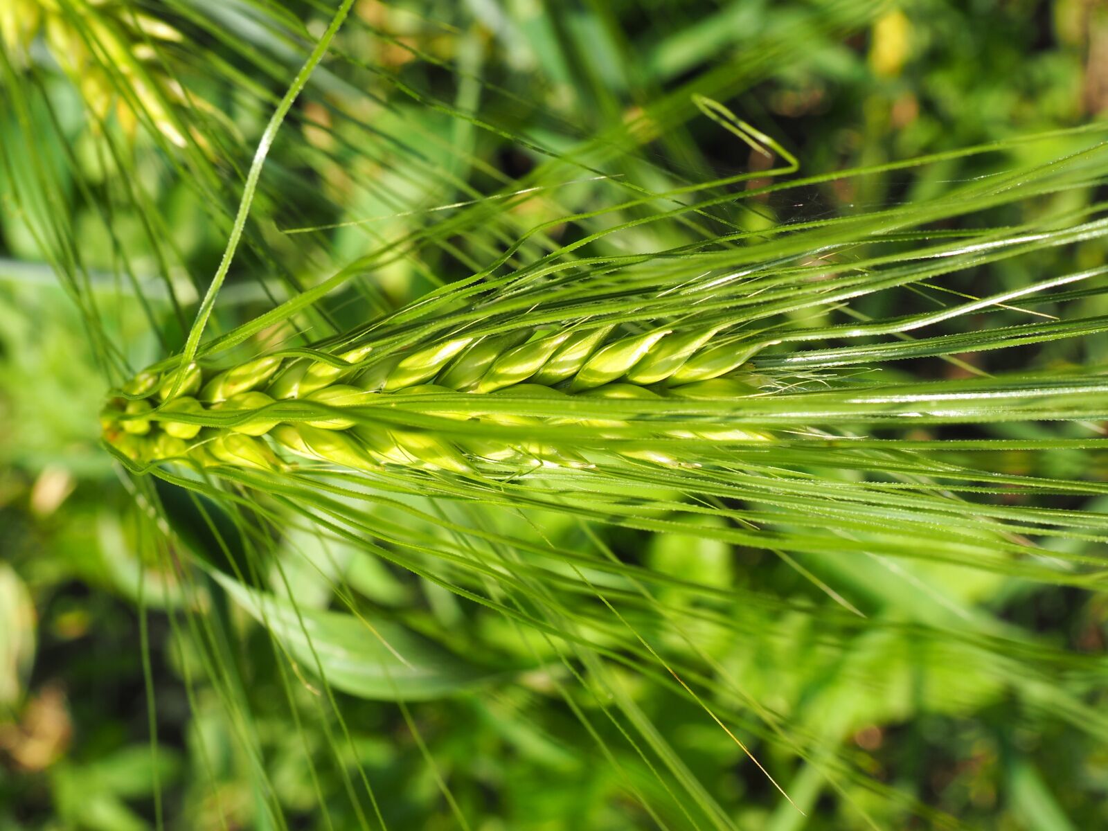 Olympus OM-D E-M10 sample photo. Nature, barley, cereals photography