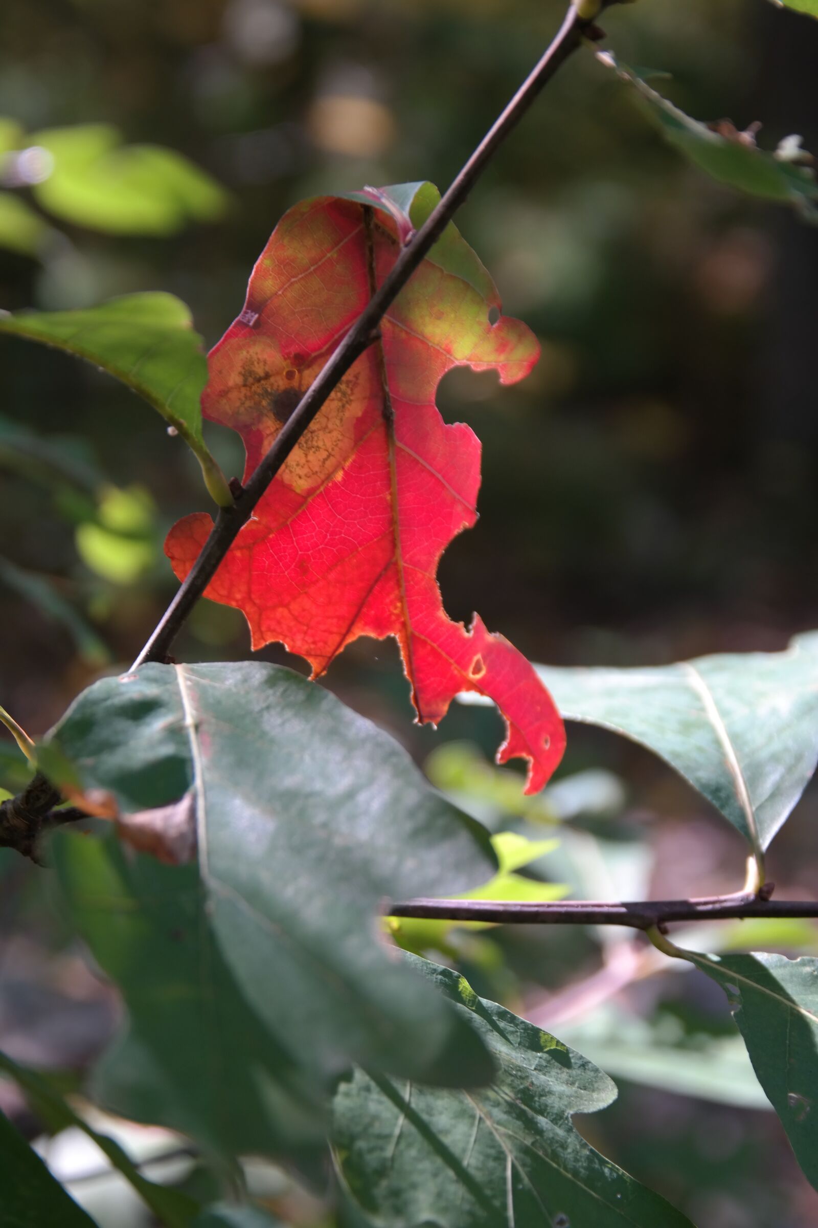 Samsung NX300 sample photo. Leaf, red, autumn photography