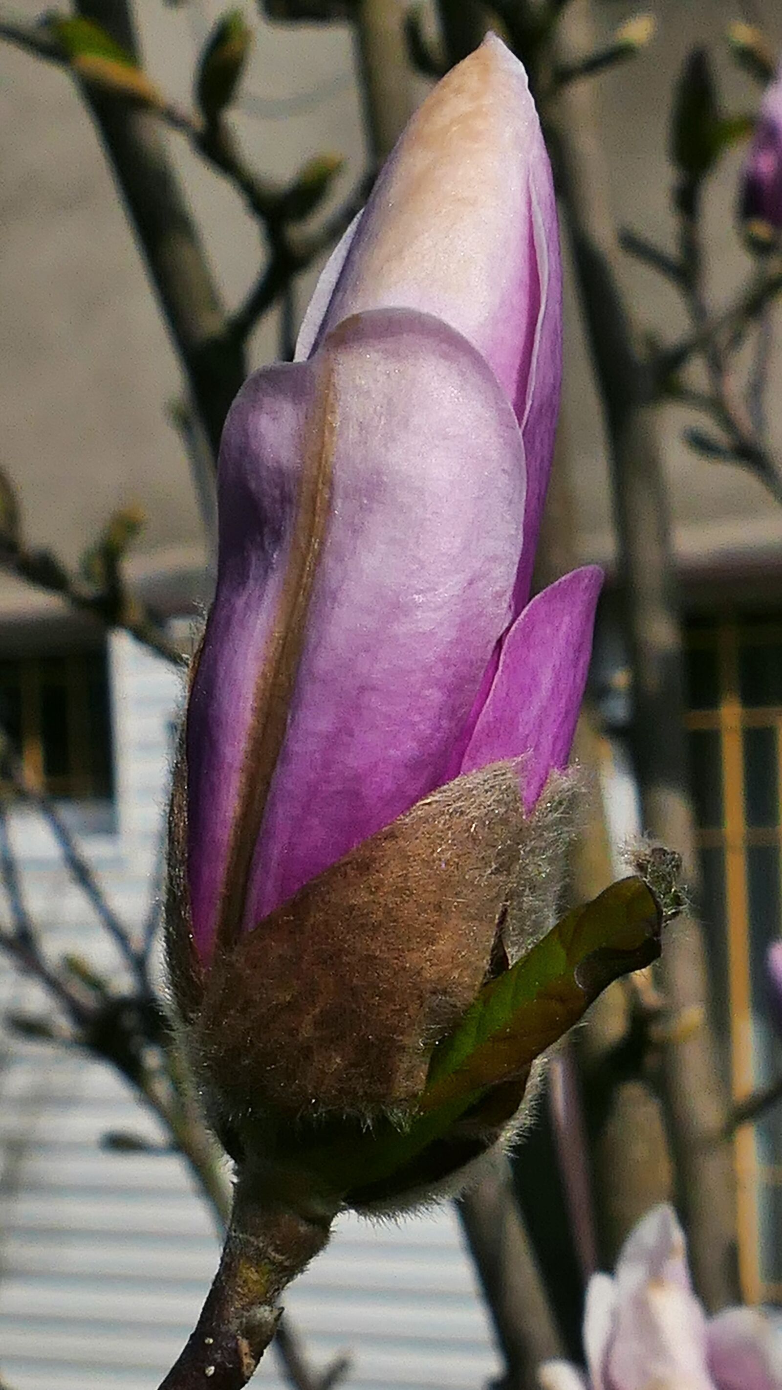 Panasonic Lumix DMC-FZ1000 sample photo. Magnolia, spring, flowering photography