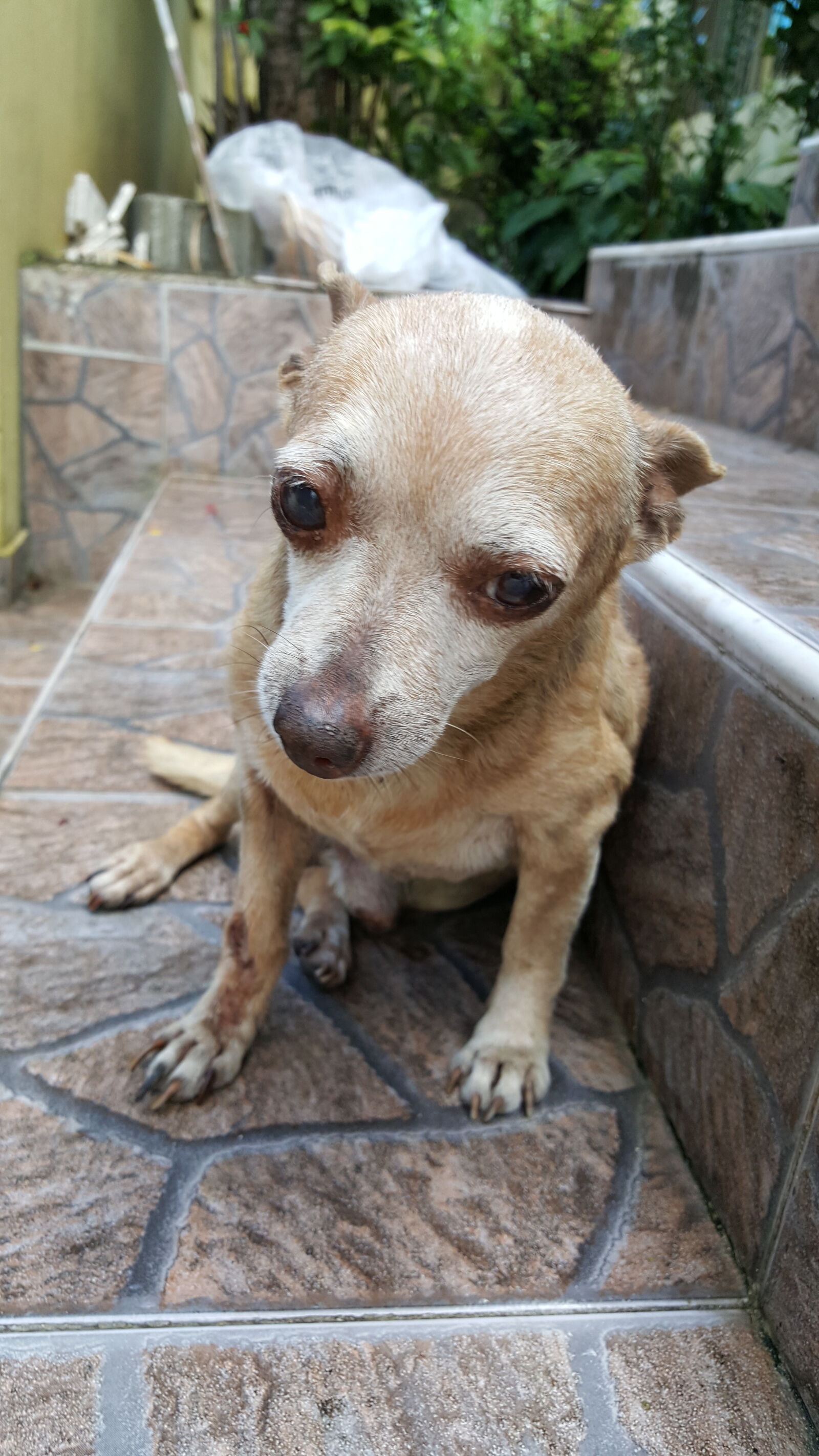 Samsung GALAXY S6 edge sample photo. Dog, drupin photography