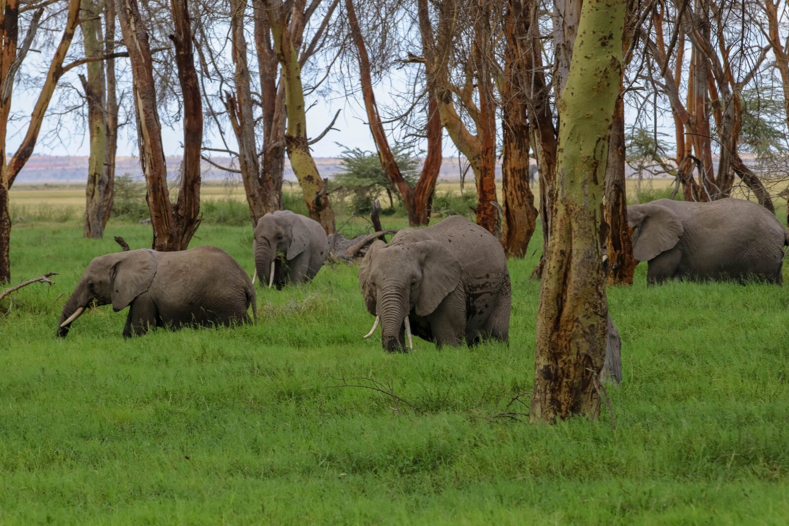 Canon EOS 80D sample photo. Africa, kenya, amboseli photography