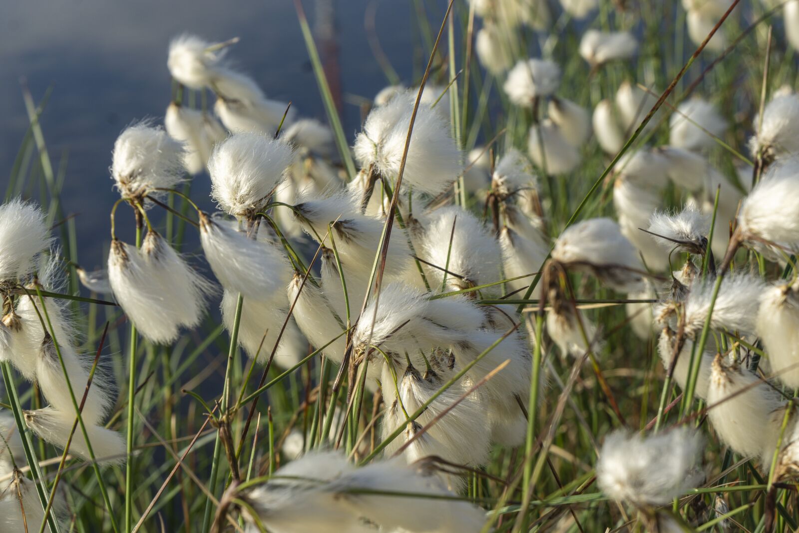 Sony a6000 sample photo. Cottongrass, moor, blossom photography