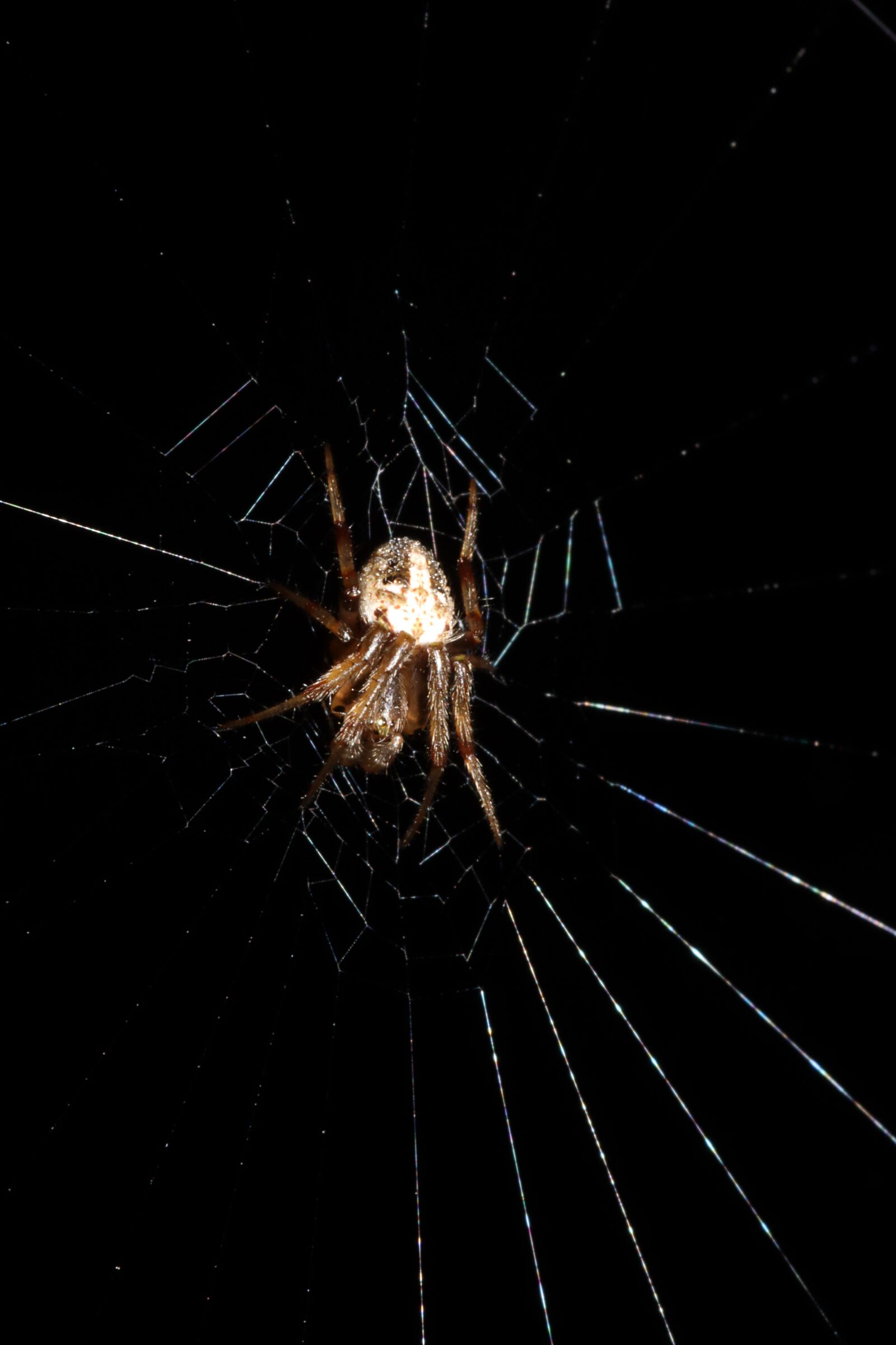 Canon EOS 90D sample photo. Spider, web, cobweb photography