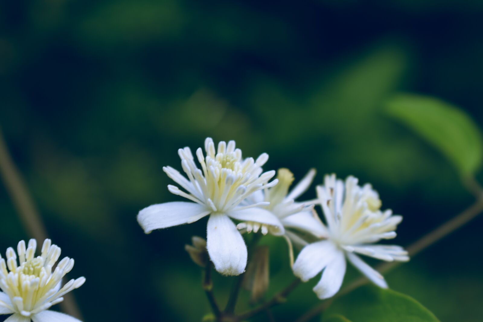 Nikon D5600 sample photo. White flowers, petals, blossom photography