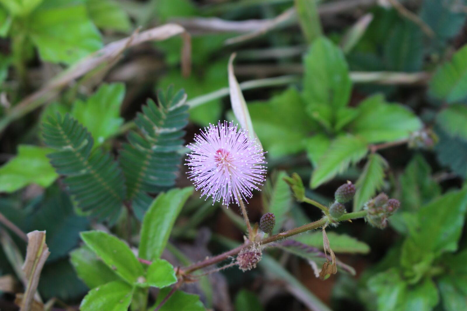 Canon EOS 700D (EOS Rebel T5i / EOS Kiss X7i) sample photo. Mimosa, wild flower, wild photography