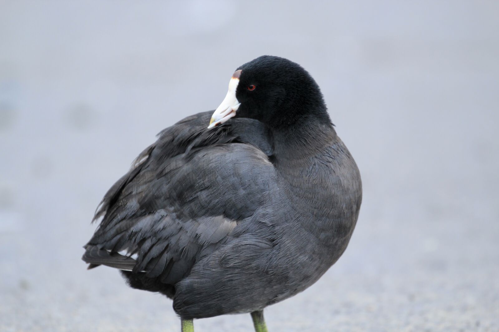 Canon EOS 1300D (EOS Rebel T6 / EOS Kiss X80) sample photo. Nature, bird, waterfowl photography