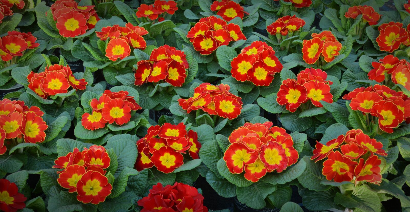 Nikon D5200 sample photo. Primroses, spring primroses, flowers photography