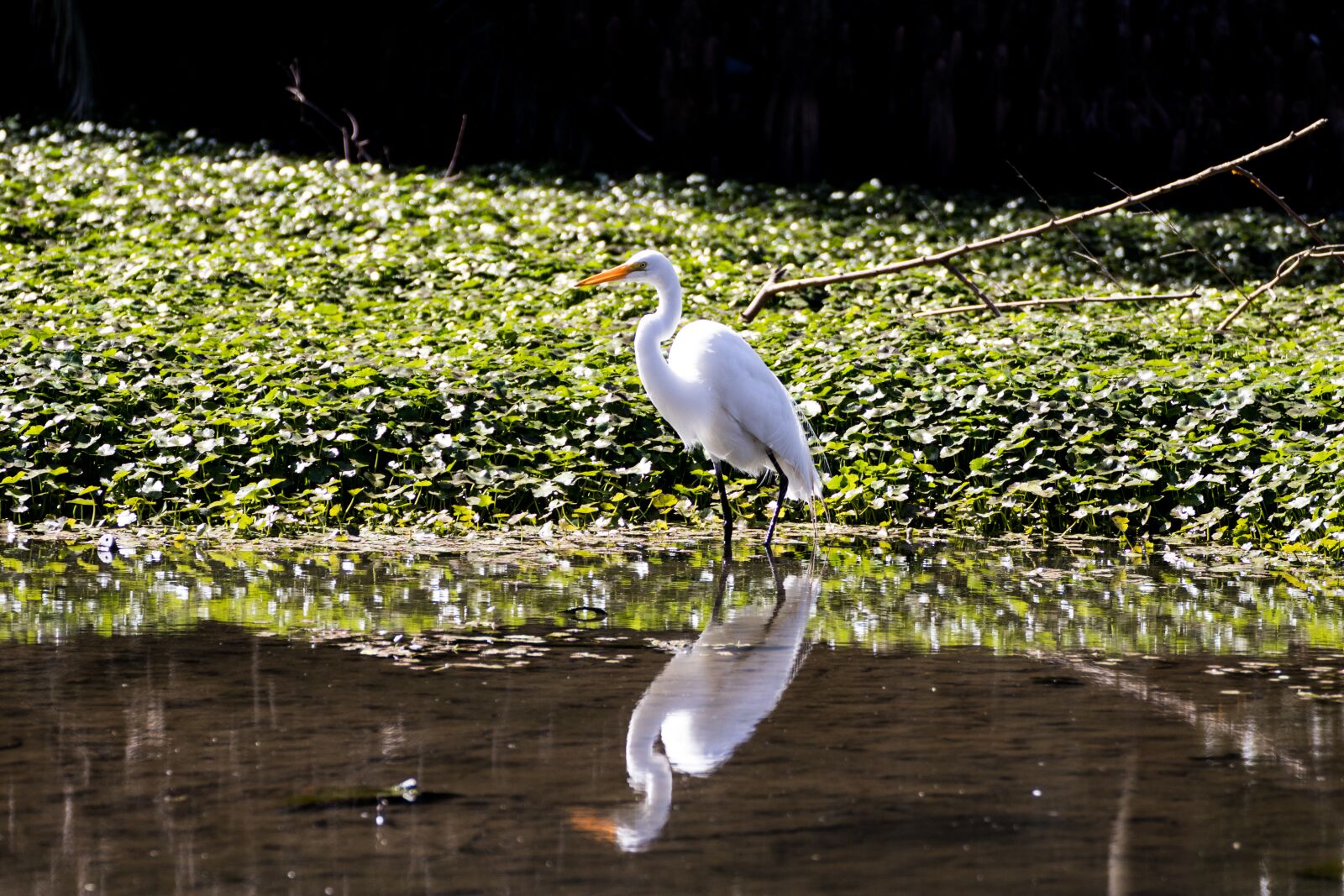 Canon EOS 200D (EOS Rebel SL2 / EOS Kiss X9) sample photo. Heron, waterfowl, waterbird photography