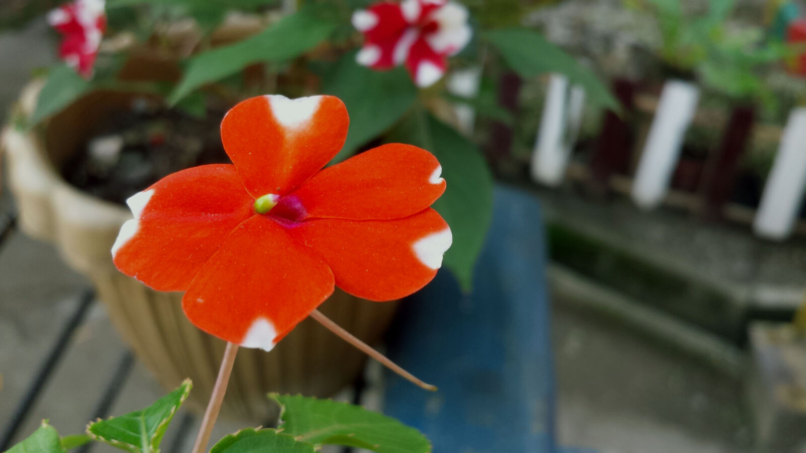Samsung Galaxy S4 sample photo