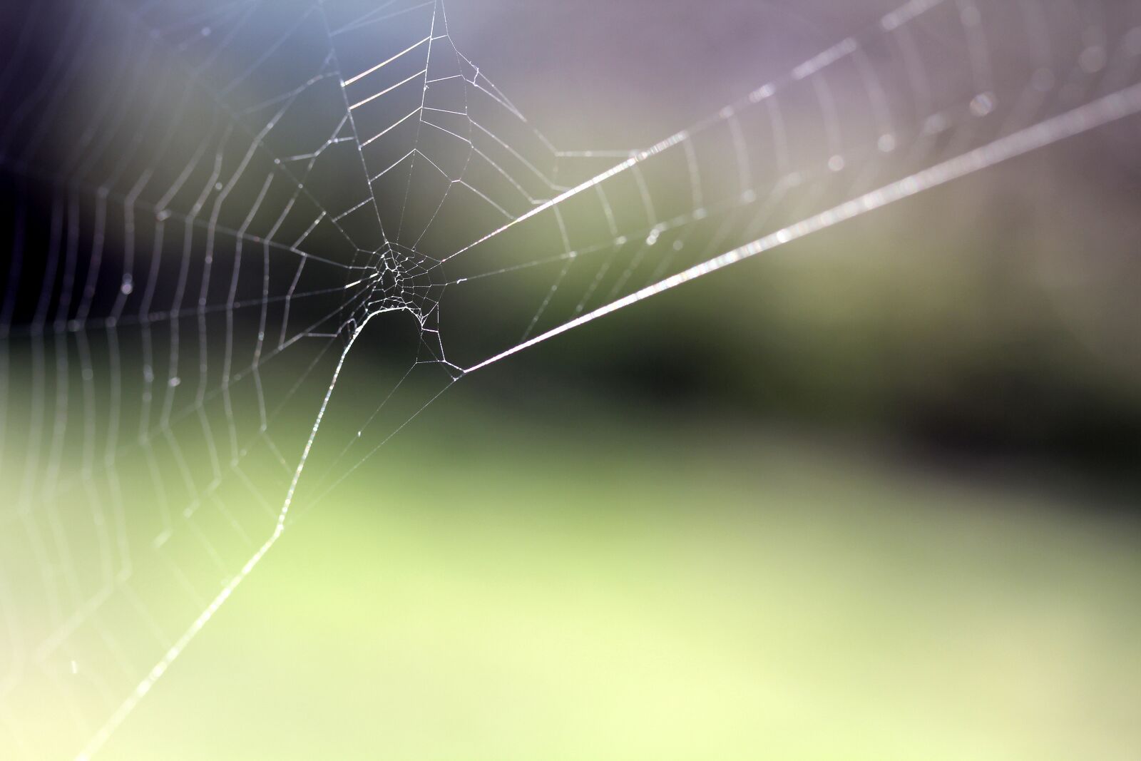 Canon EF-S 60mm F2.8 Macro USM sample photo. Spider web, cobweb, nature photography