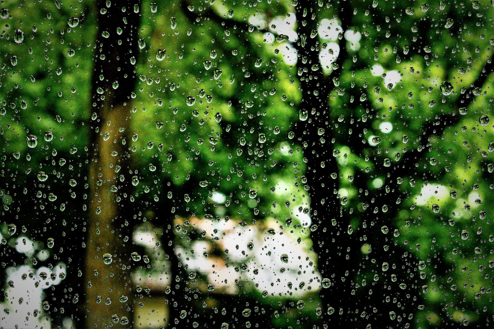 Canon EOS 1100D (EOS Rebel T3 / EOS Kiss X50) sample photo. Raindrop, rain, water photography