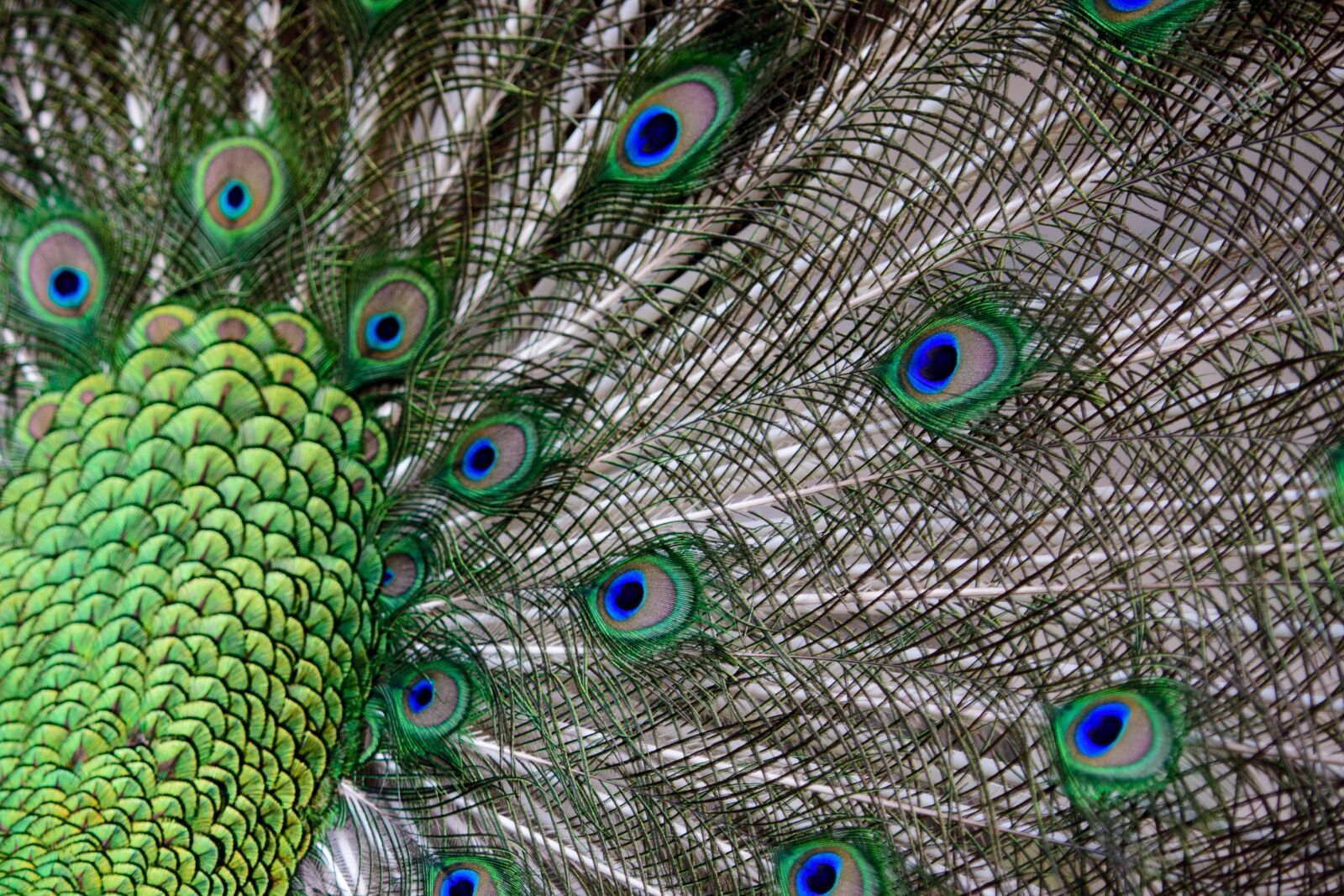 Nikon D3400 sample photo. Peacock, animal, bird photography