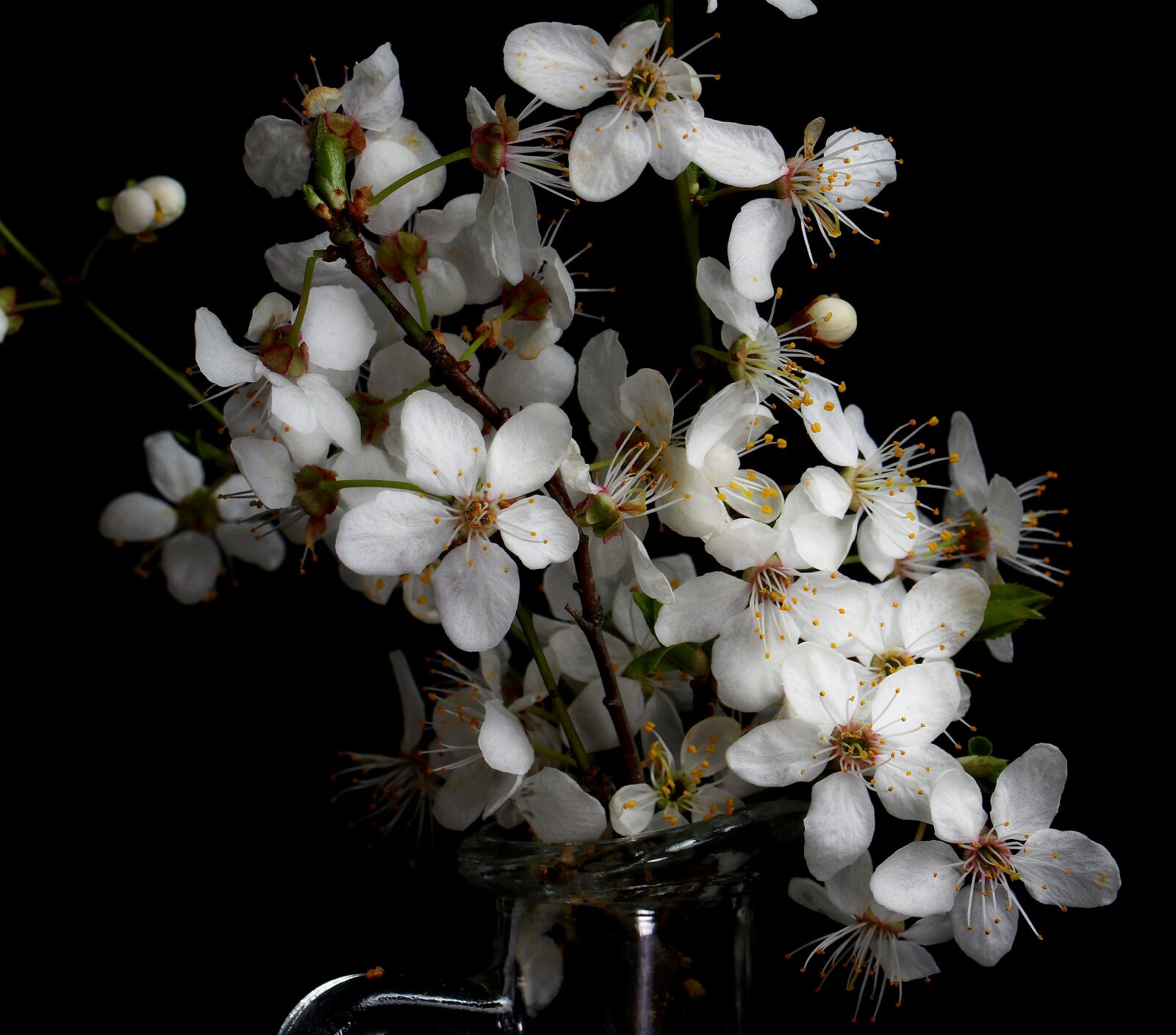Canon EOS 80D sample photo. Flower, spring, summer photography