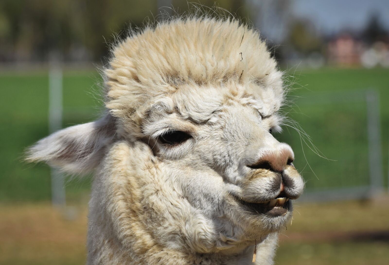 Nikon D7200 sample photo. Alpaca, camel, furry photography