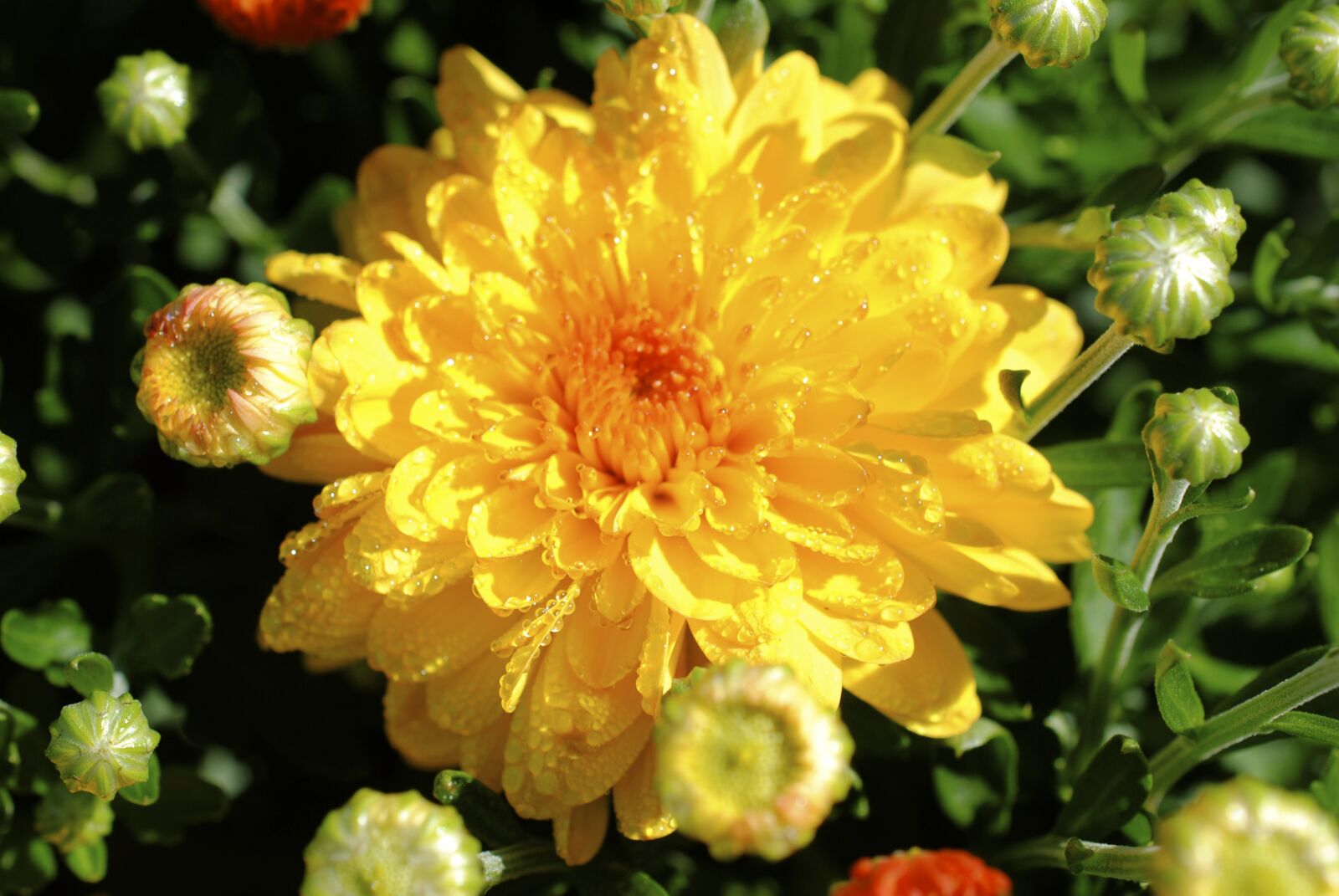 Nikon D3000 sample photo. Mum, chrysanthemum, mums photography