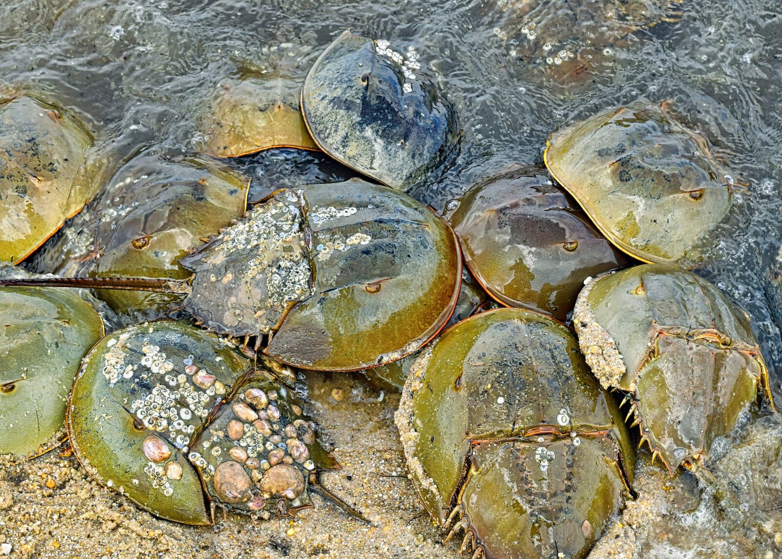 Nikon D3300 sample photo. Horseshoe crabs, crustaceans, crab photography