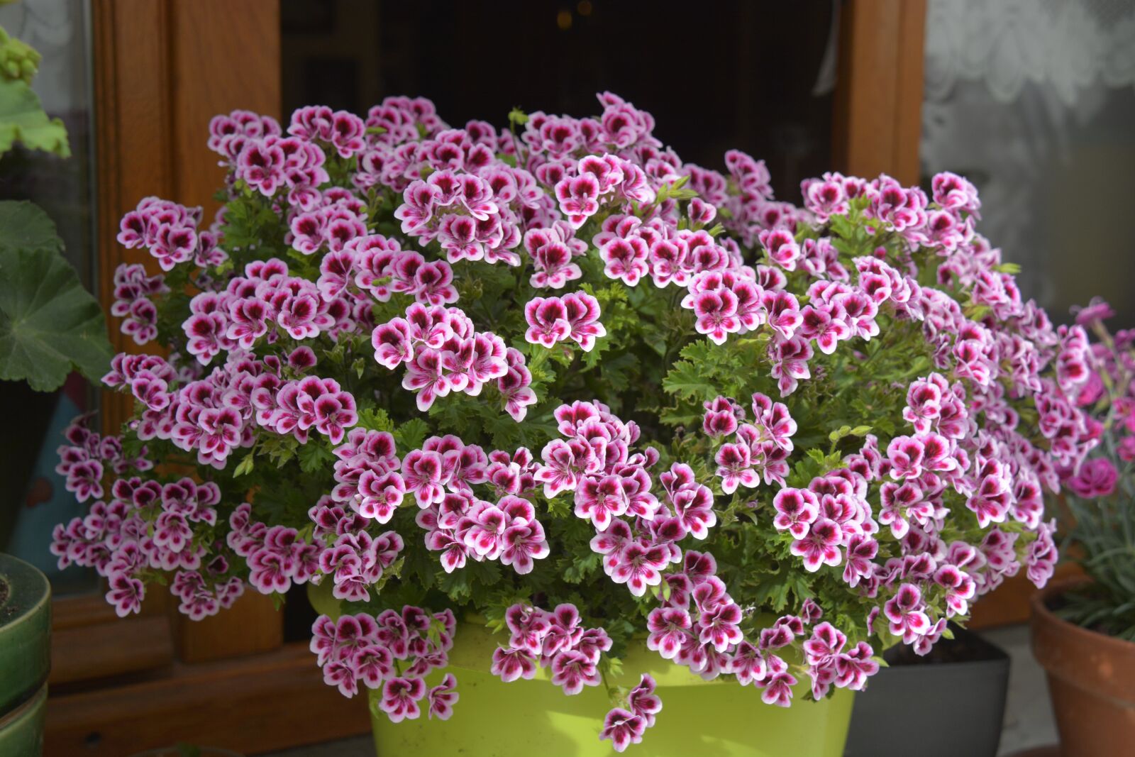 Nikon D7100 sample photo. Flowers, geranium, nature photography