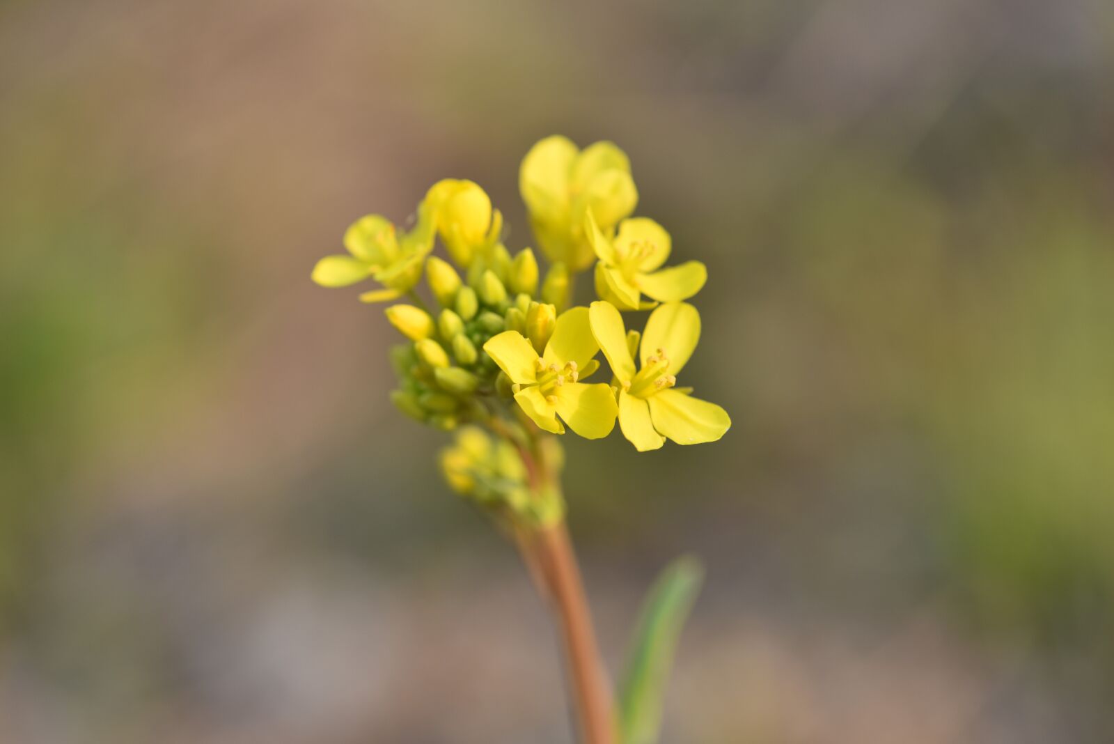 Nikon D810 sample photo. Rape flowers, spring or photography