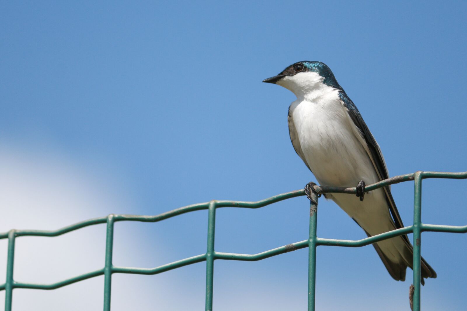 Canon EOS 70D + Canon EF-S 55-250mm F4-5.6 IS II sample photo. Swallow, bird, birds photography