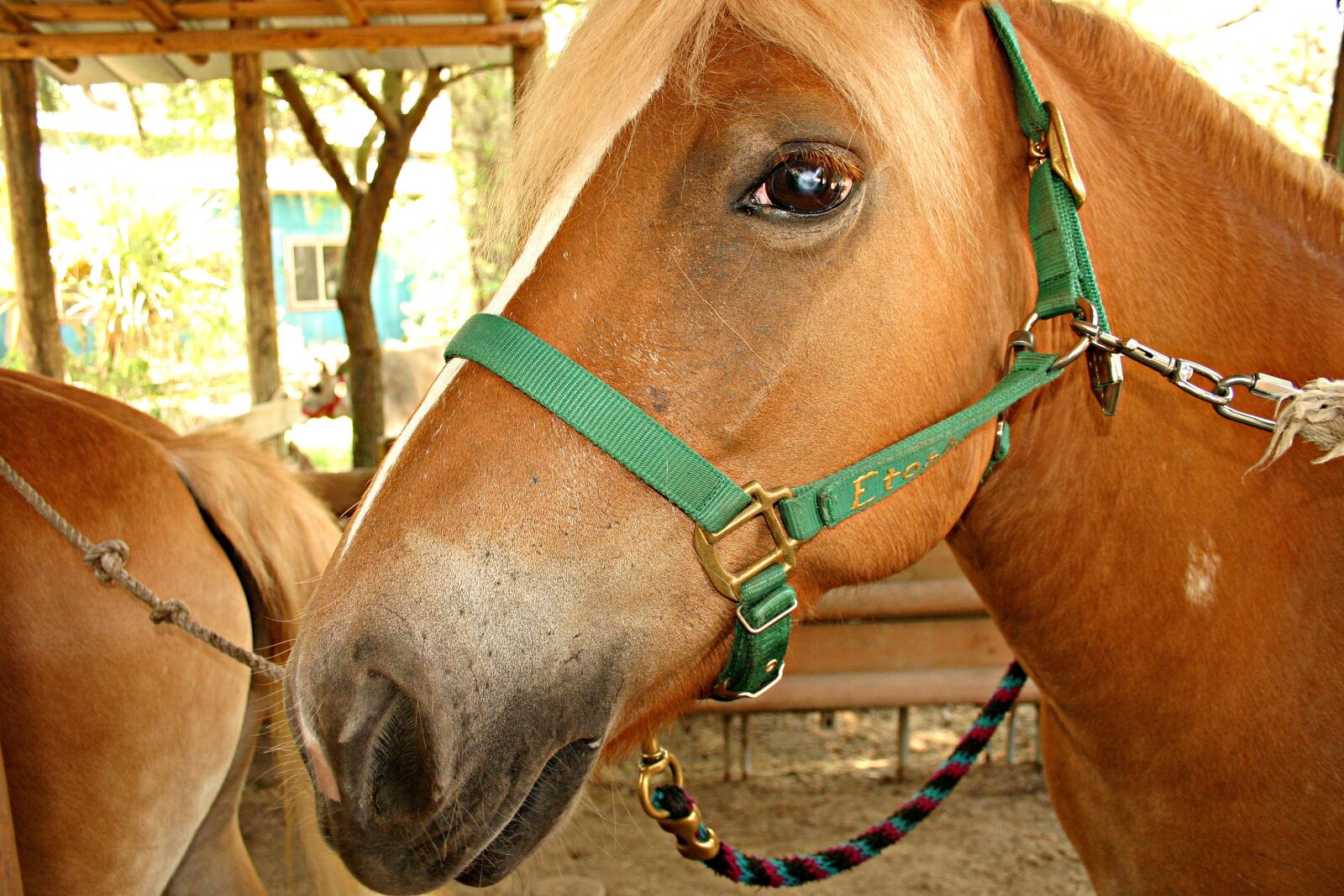 Canon EOS 300D (EOS Digital Rebel / EOS Kiss Digital) sample photo. Horse, animal, equestrian photography