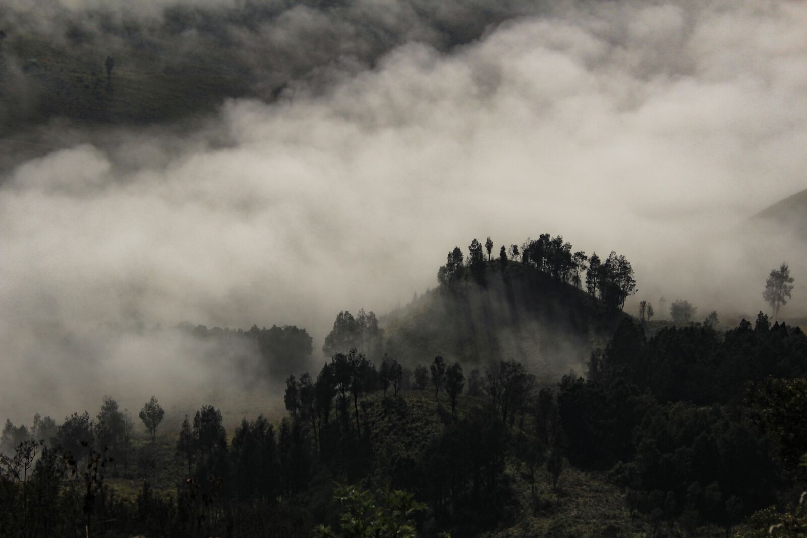 Canon EOS 600D (Rebel EOS T3i / EOS Kiss X5) sample photo. Foggy, tree, landscape photography