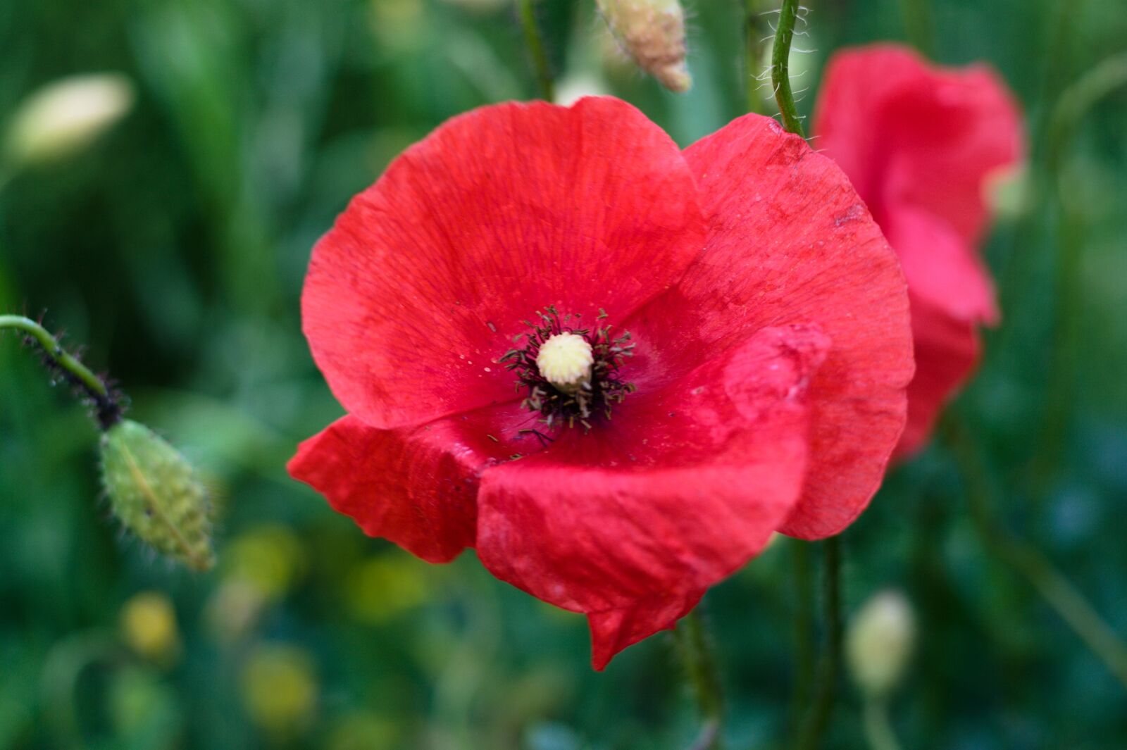 Canon EOS 400D (EOS Digital Rebel XTi / EOS Kiss Digital X) sample photo. Flower, poppies, poppy photography