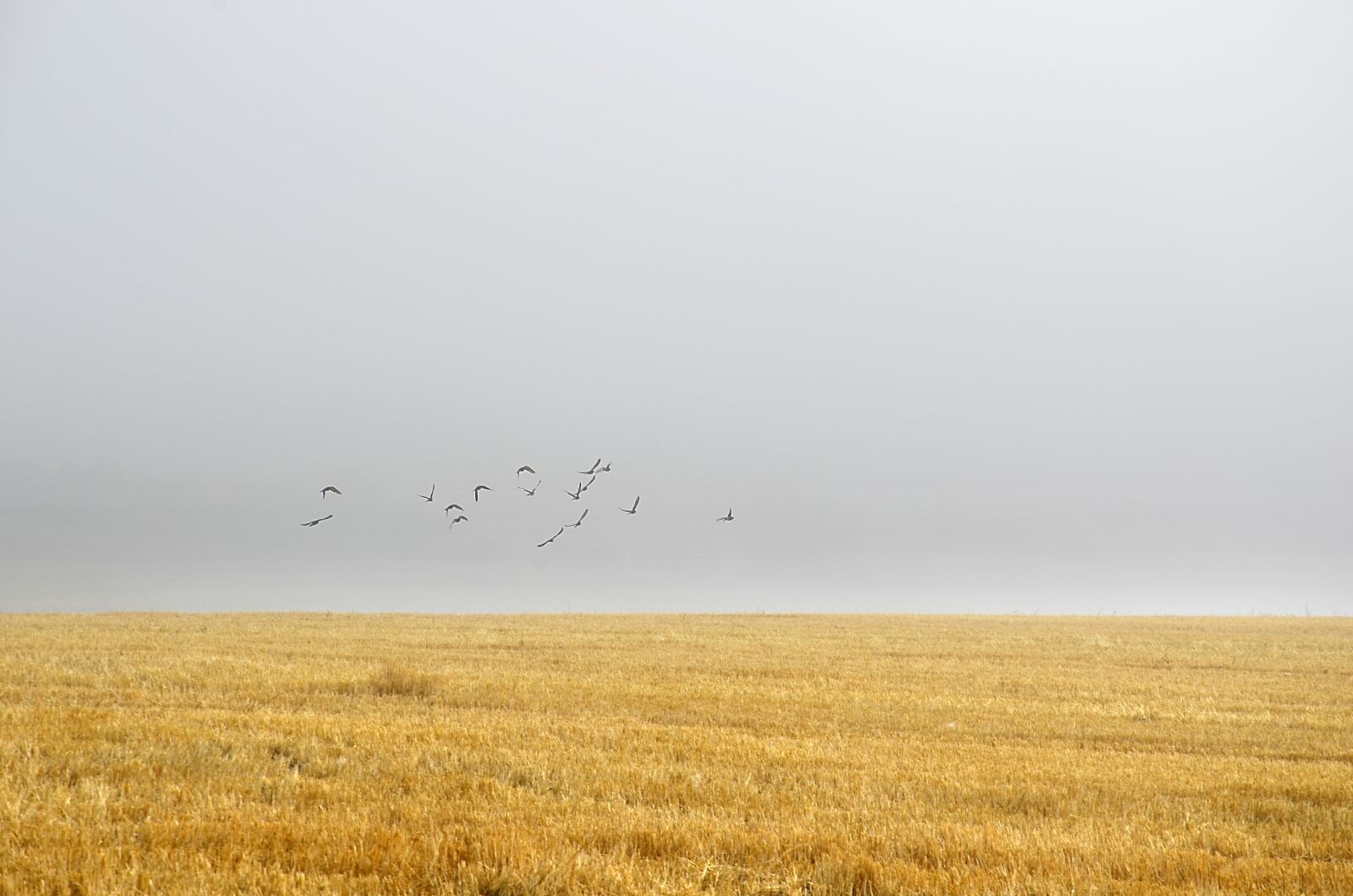 Nikon D5100 sample photo. Bird, fog, countryside photography