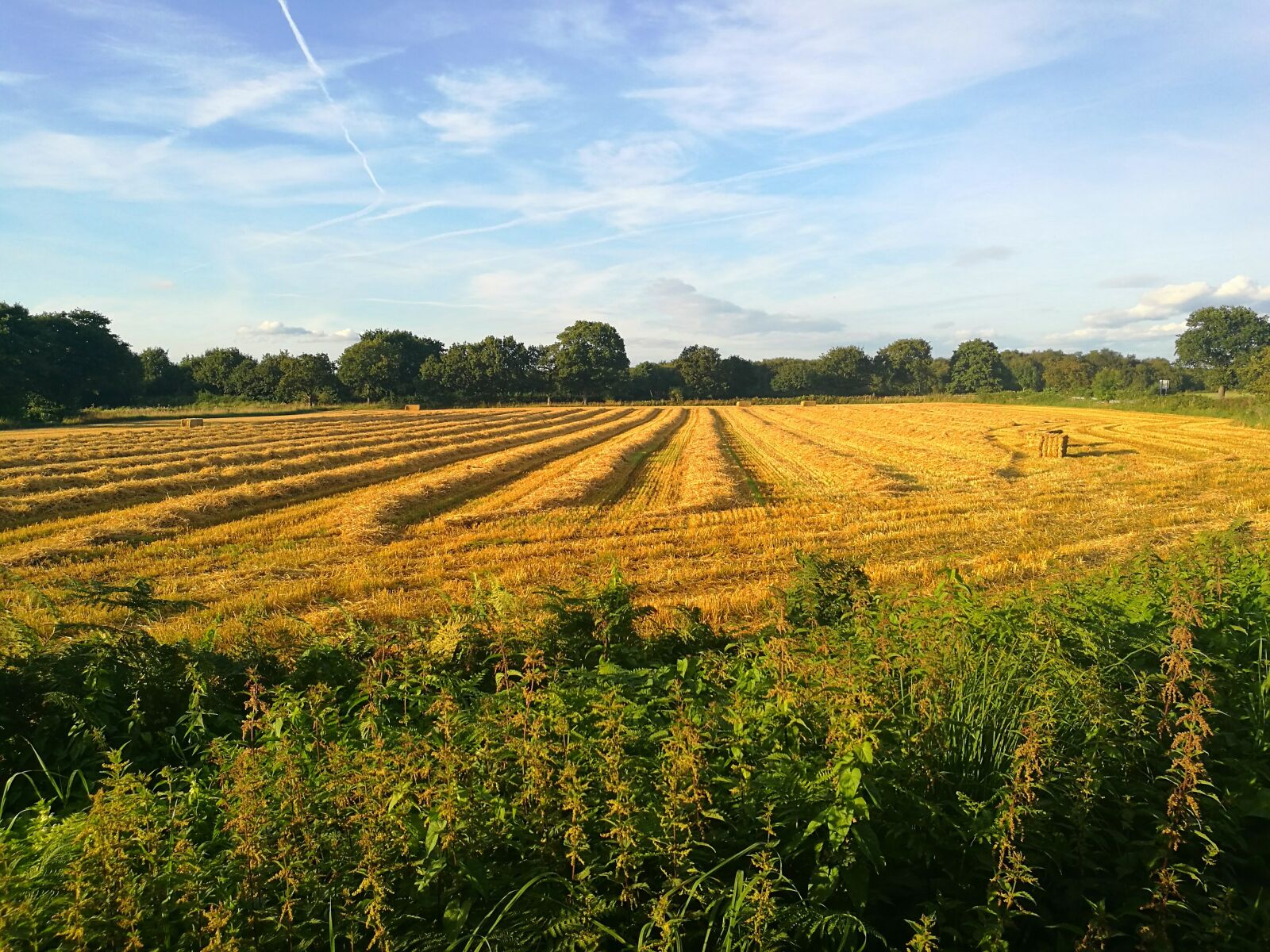 HUAWEI P9 sample photo. Corn, field, farm photography