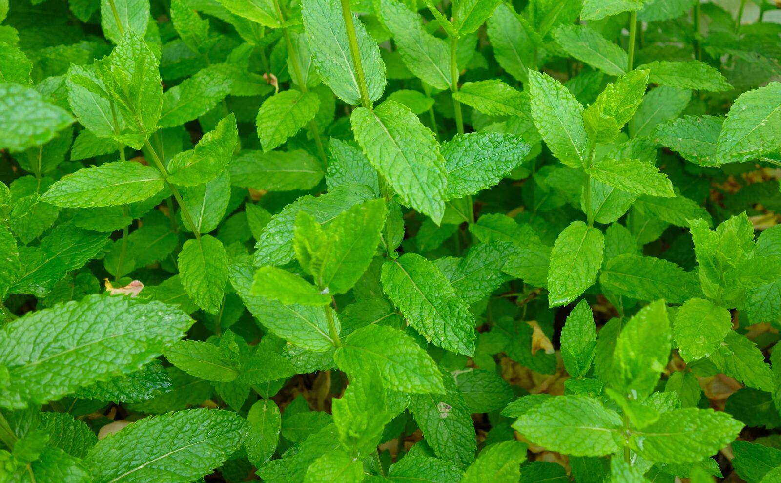 Sony Cyber-shot DSC-RX100 sample photo. Mint, peppermint, plant photography