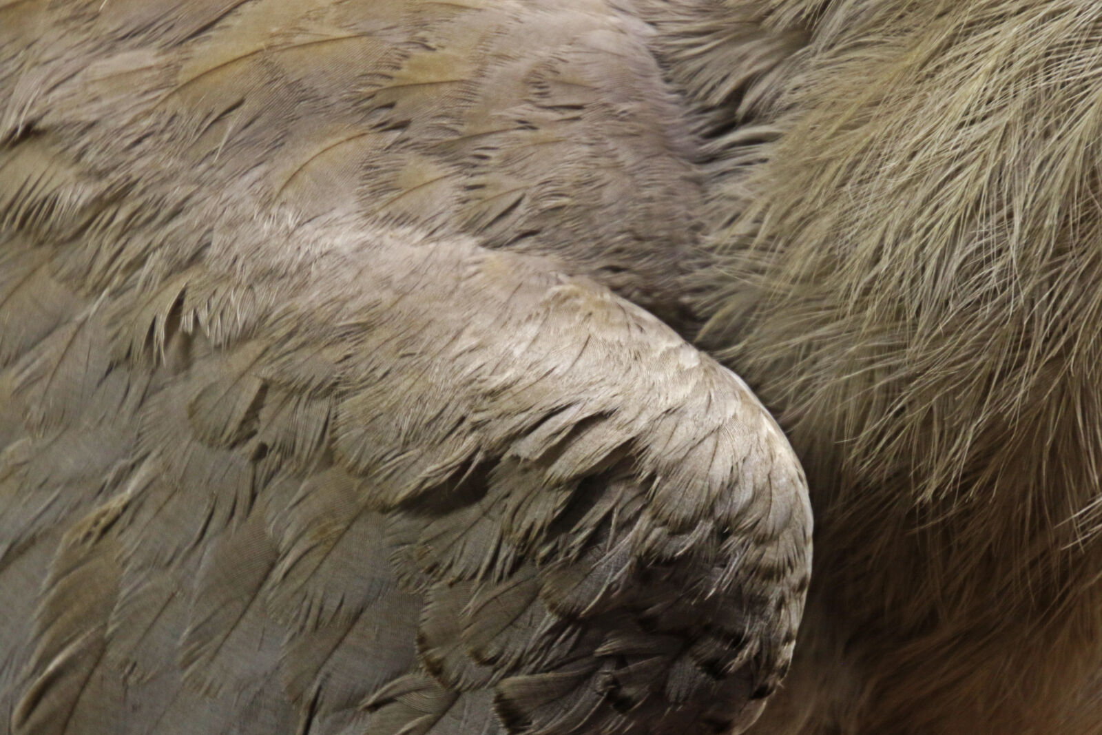 Canon EOS 7D Mark II sample photo. Animal, background, bird, feathers photography
