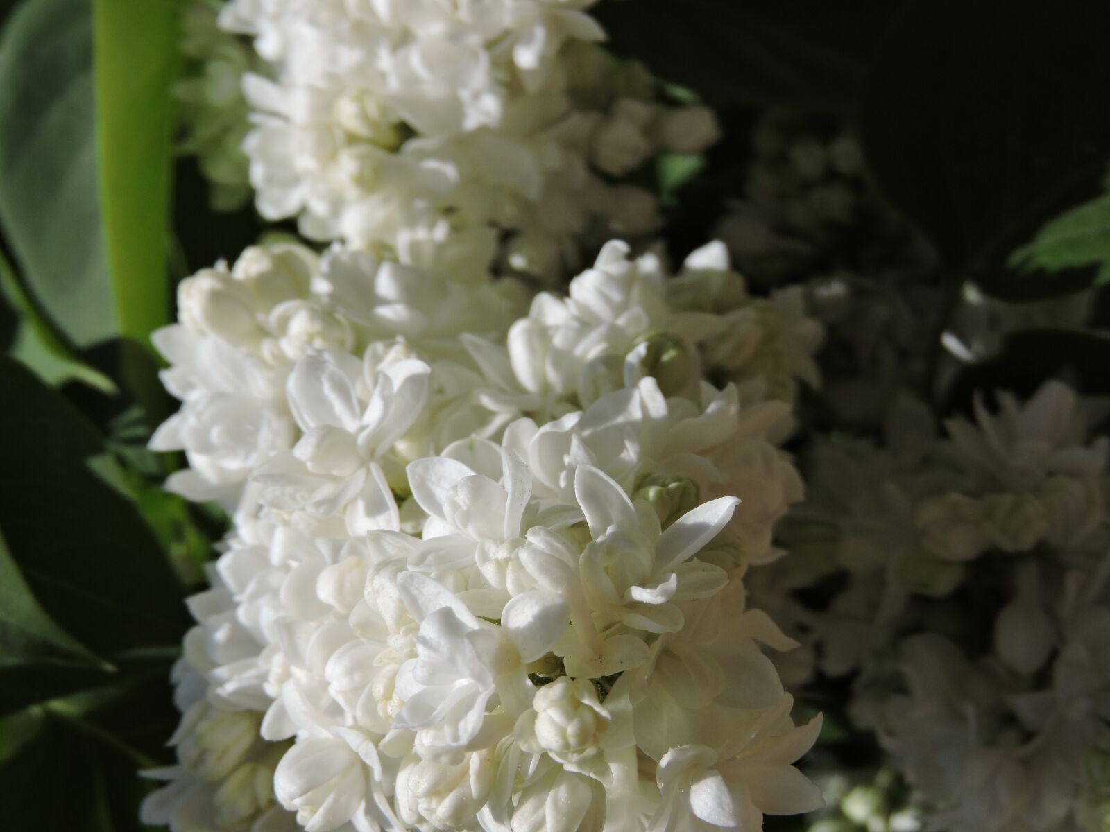 Nikon Coolpix P600 sample photo. Flower, white, green photography