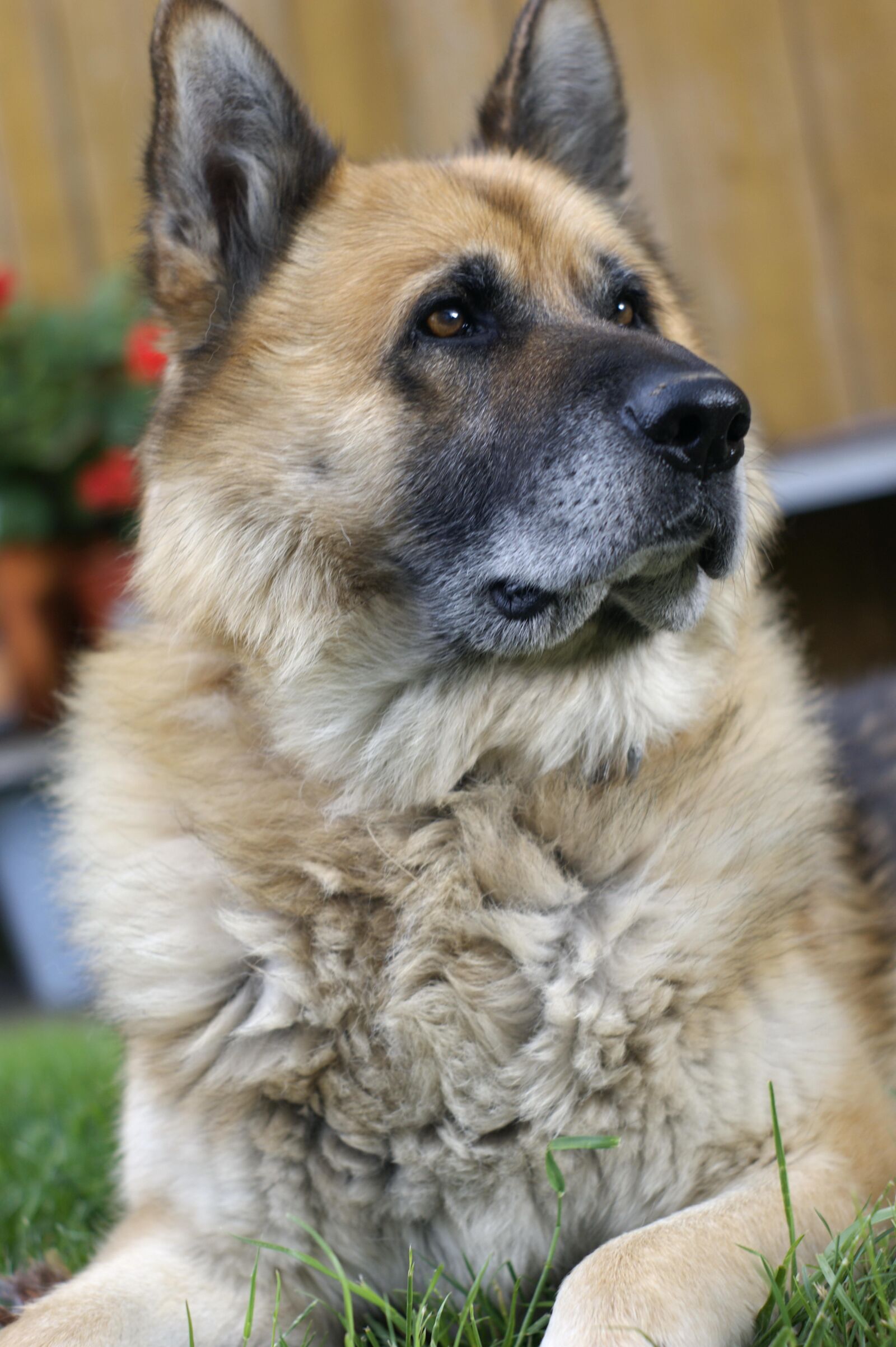 Sony Alpha DSLR-A290 sample photo. Dog, face, majestic photography