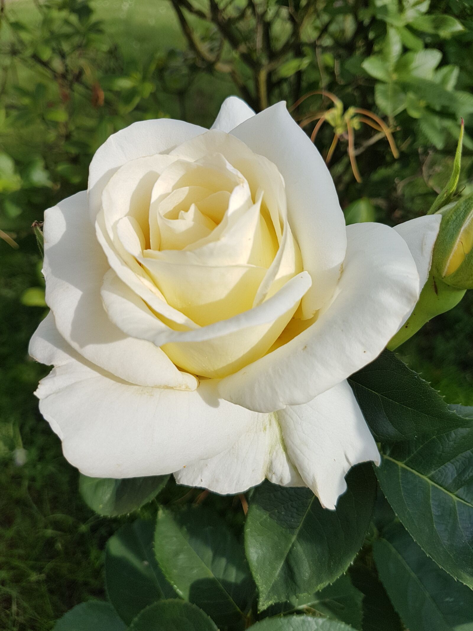 Samsung Galaxy S7 sample photo. Rose, white rose, flowers photography