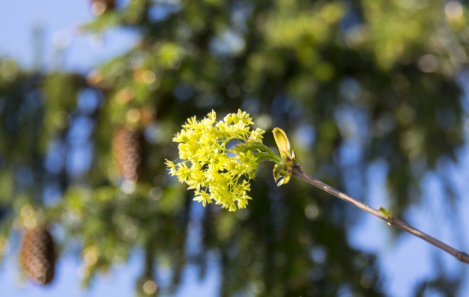 Nikon D3300 sample photo. Blooms, spring, greens photography