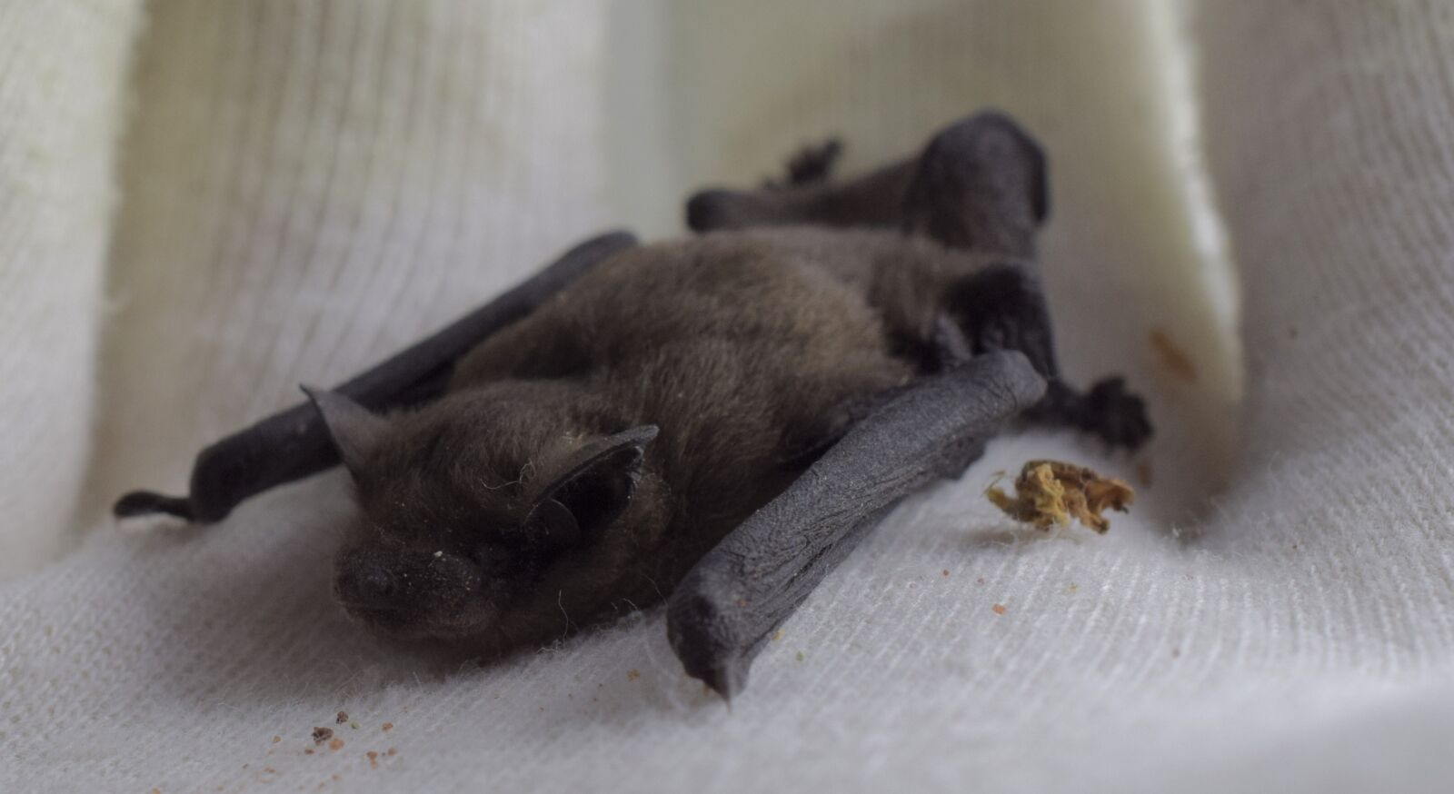 Nikon D5300 sample photo. Noctule, bat genus, nyctalus photography