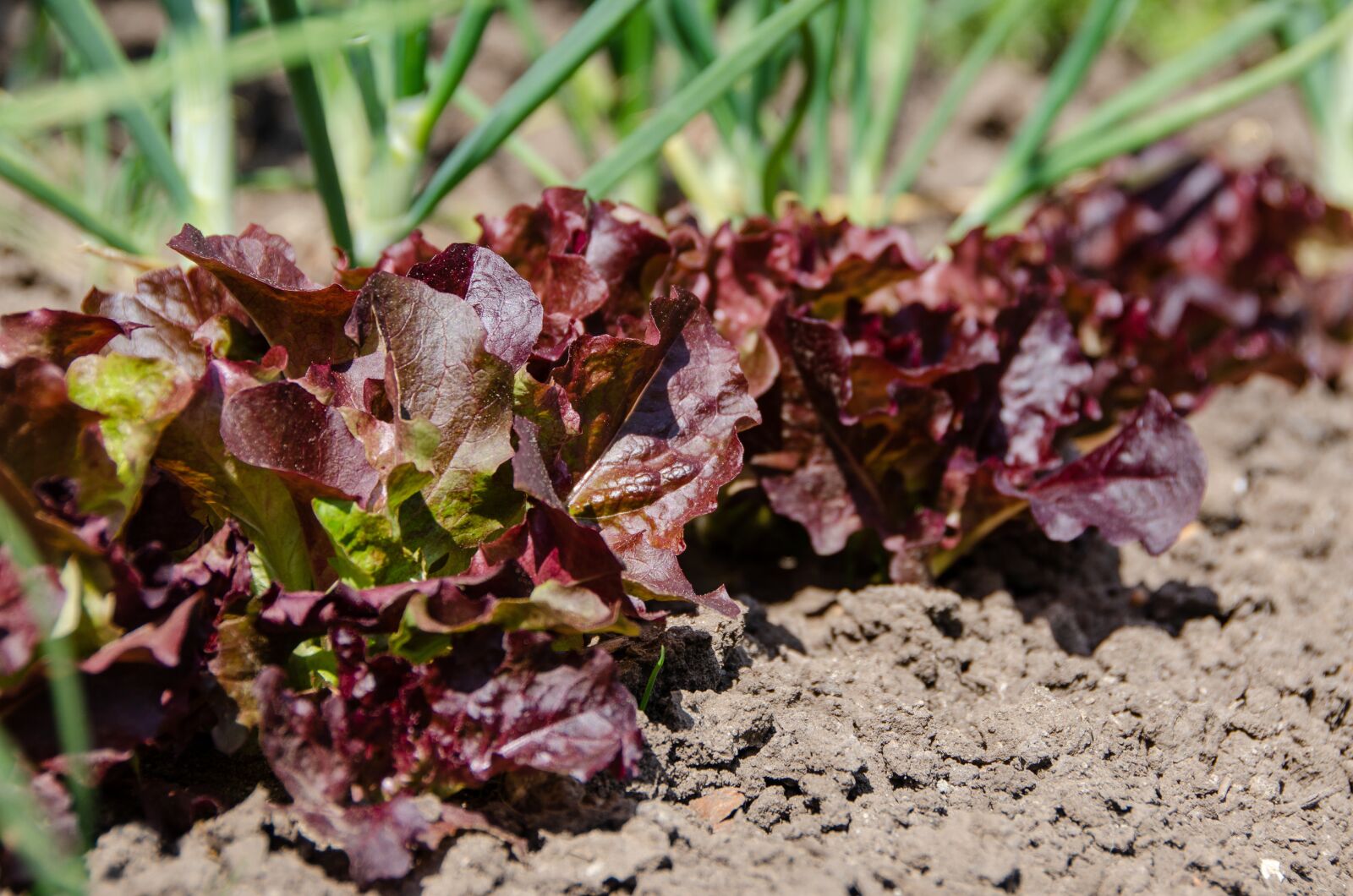 Nikon D7000 sample photo. Vegetable patch, salad, lettuce photography