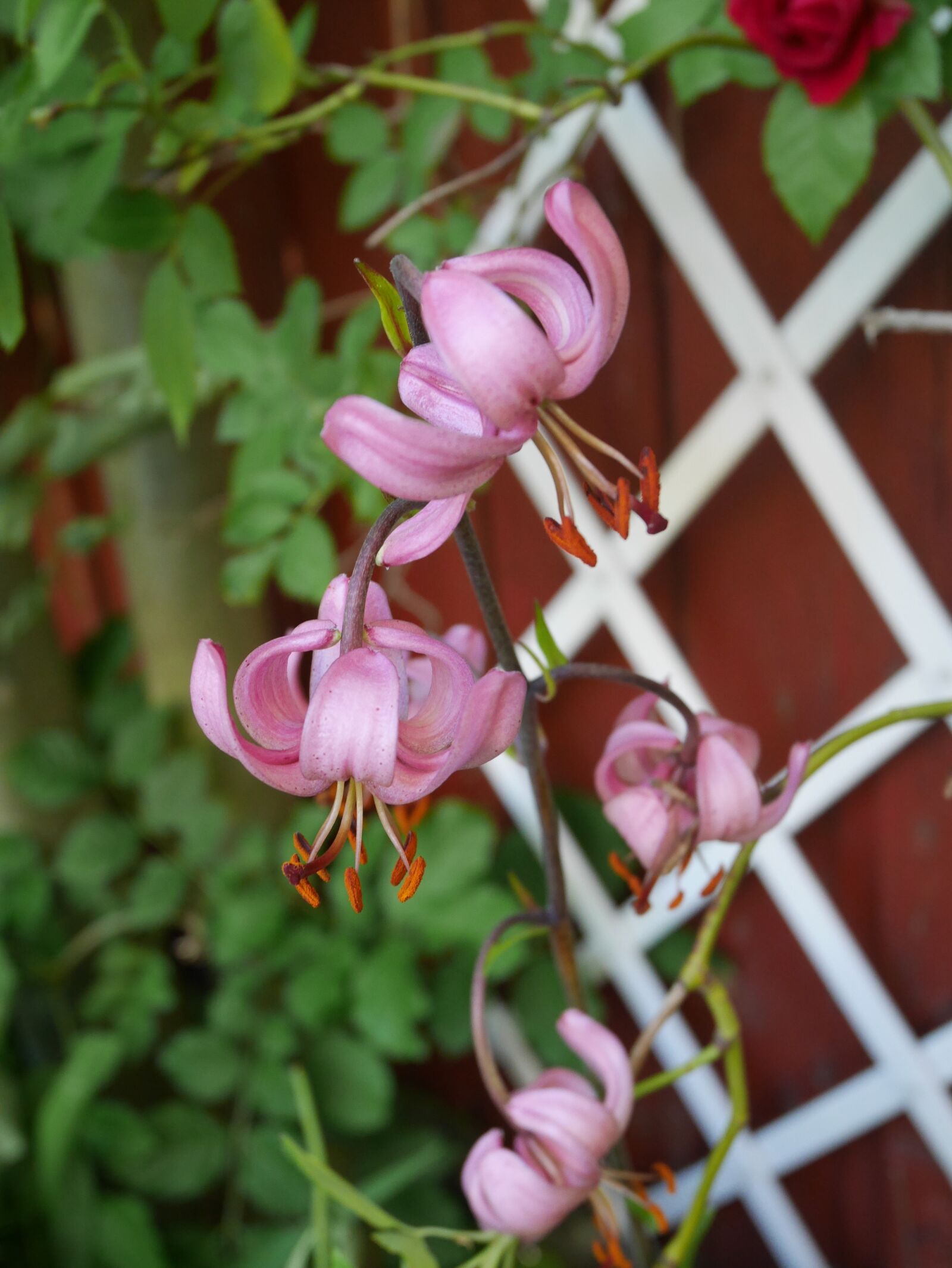 Panasonic Lumix DMC-GF7 sample photo. Pink, flower, garden photography