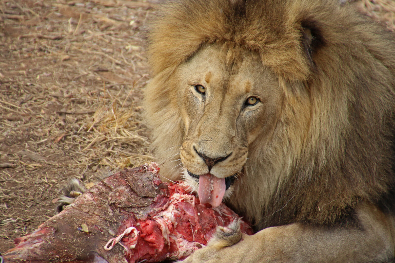Canon EOS 7D Mark II sample photo. Animal, eat, hungry, lick photography