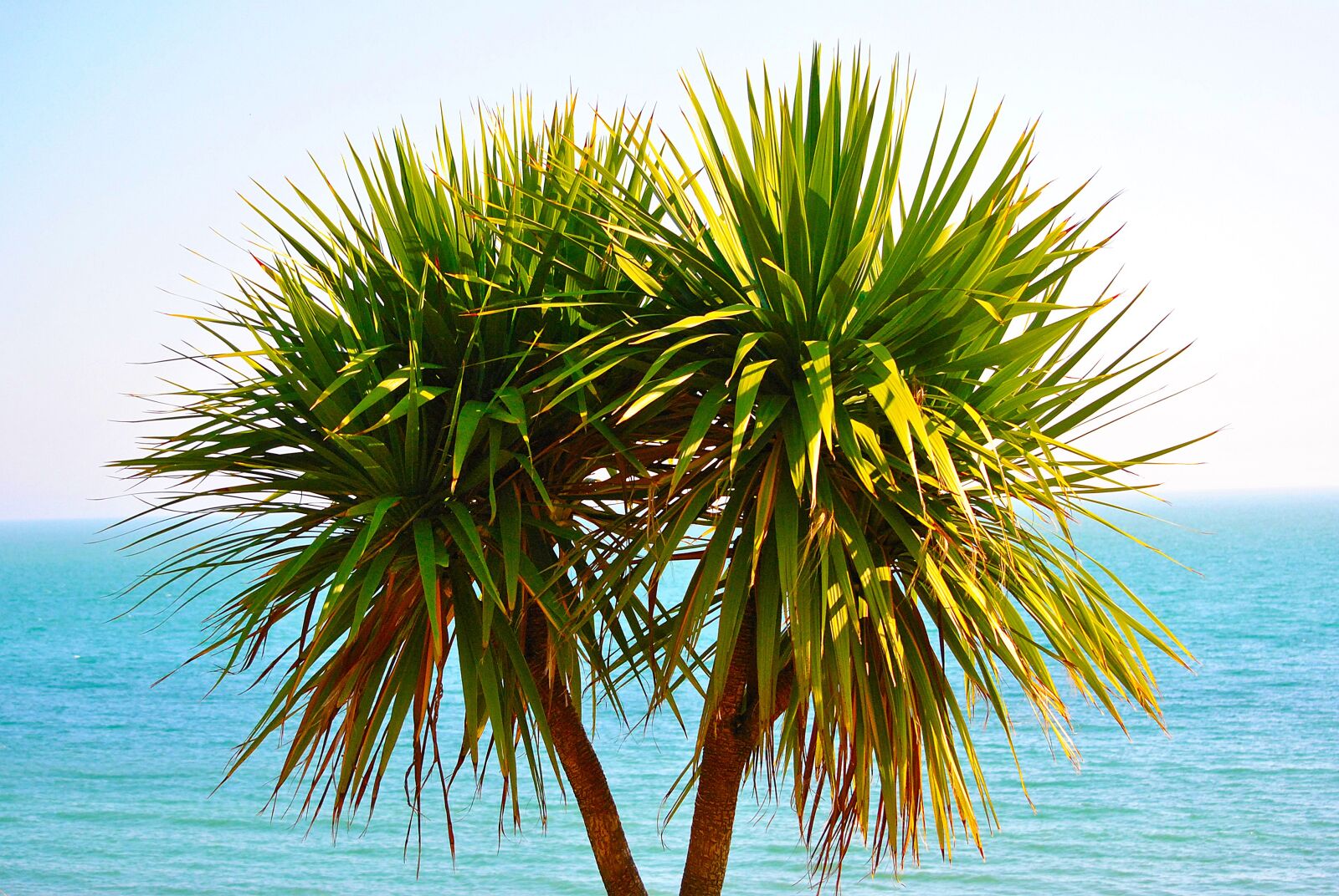 Nikon D3000 sample photo. Tree, exotic, tropical photography