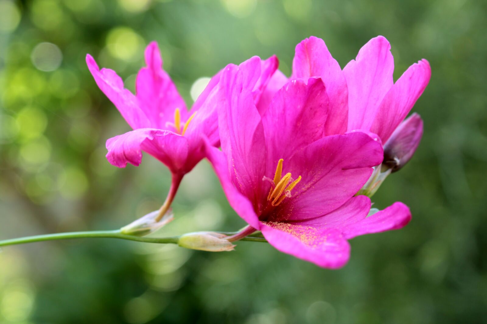 Canon EOS 2000D (EOS Rebel T7 / EOS Kiss X90 / EOS 1500D) sample photo. Flower, pink, ixia photography