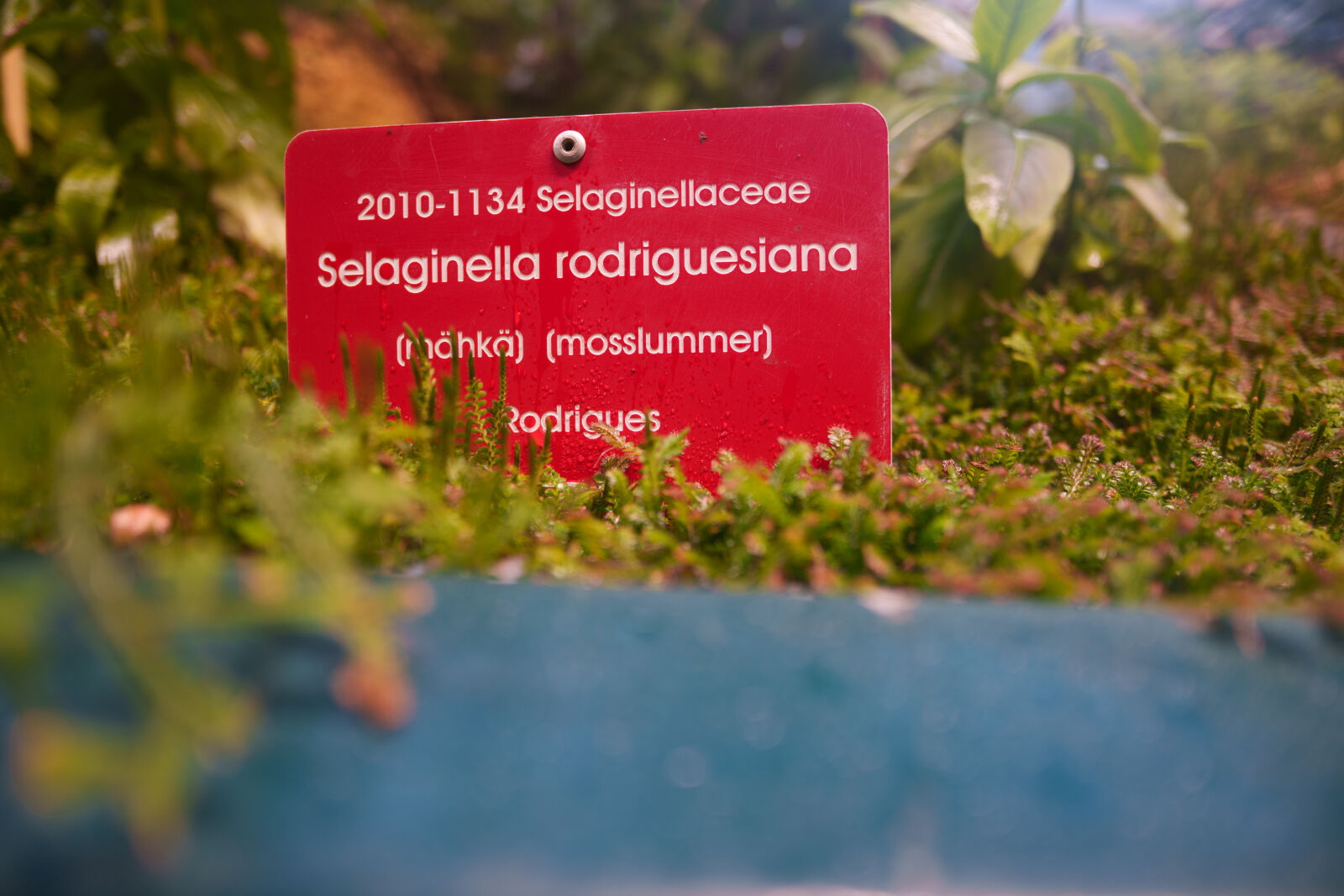 Samyang Remaster Slim 21mm F3.5 sample photo. Sign for plant photography