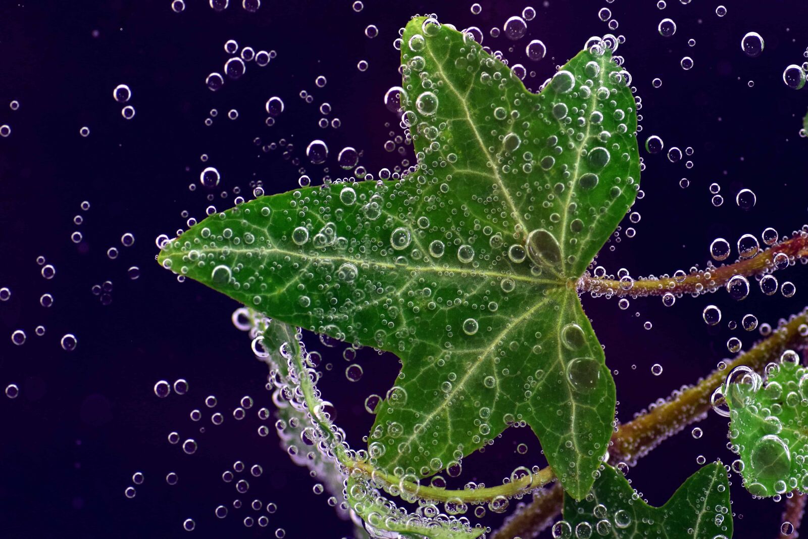 Nikon D3300 sample photo. Underwater, bubble, green leaf photography