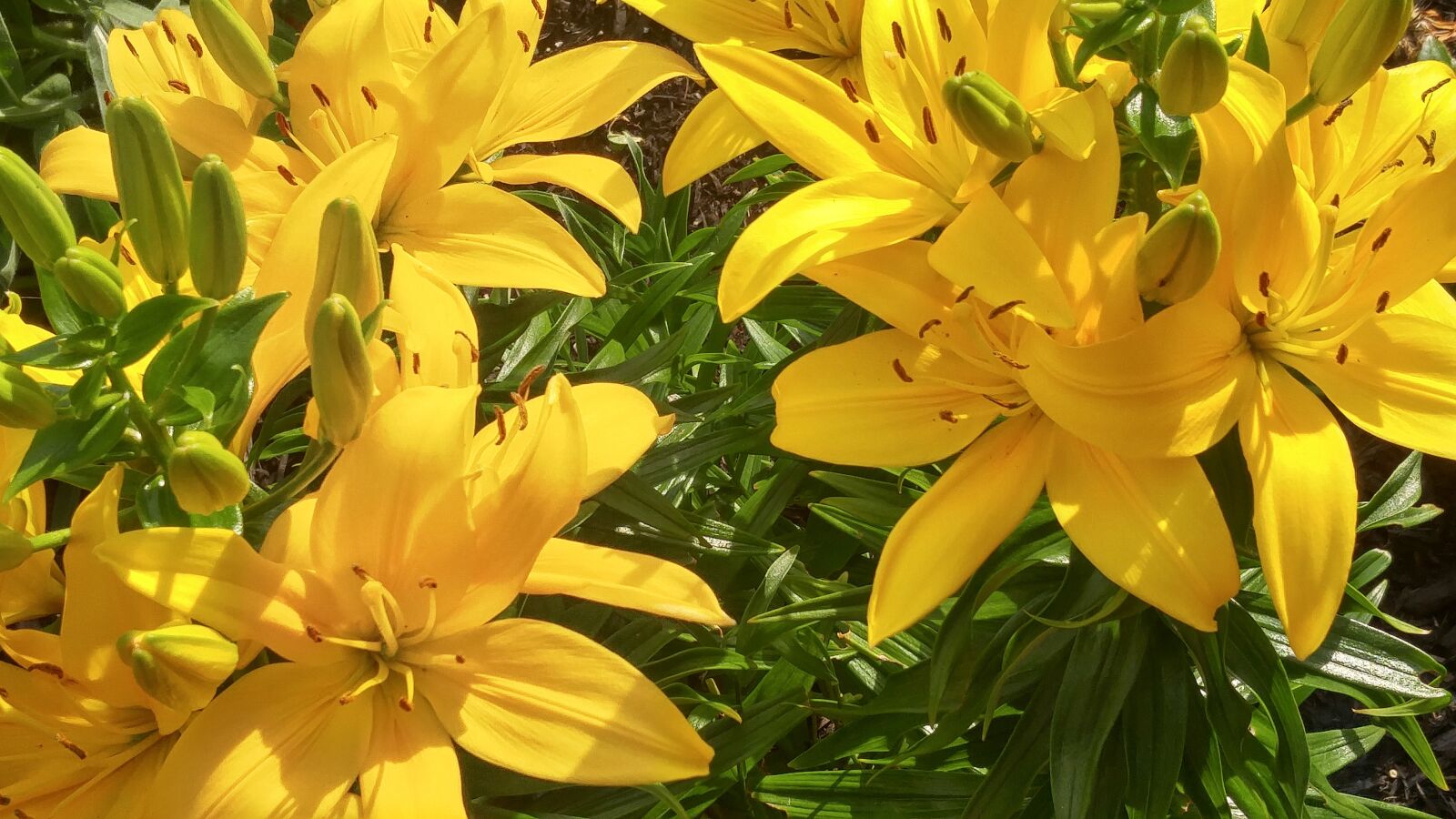LG G4 sample photo. Flowers, yellow, plant photography