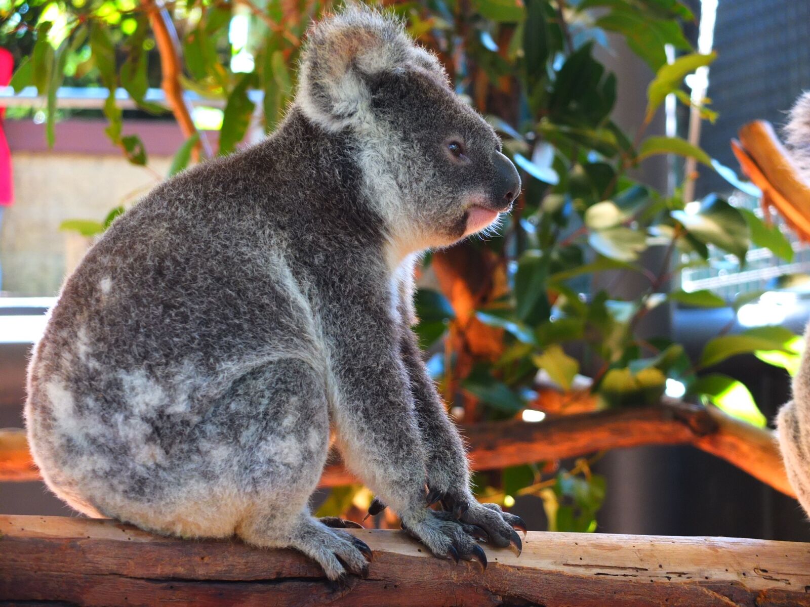 Fujifilm X10 sample photo. Koala, pet, australia photography
