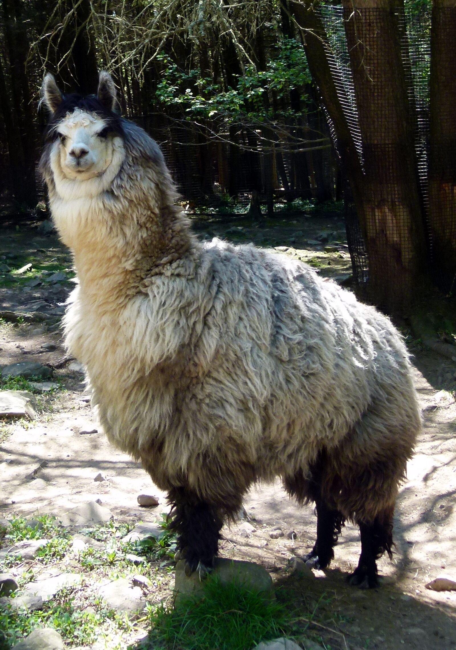 Panasonic Lumix DMC-FZ100 sample photo. Llama, animal, mammal photography